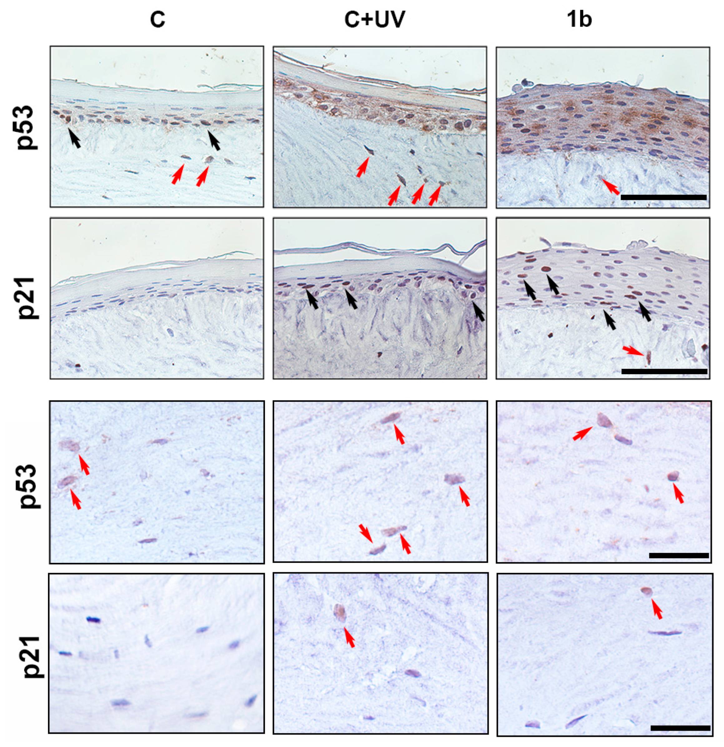 Biomolecules 14 01484 g005