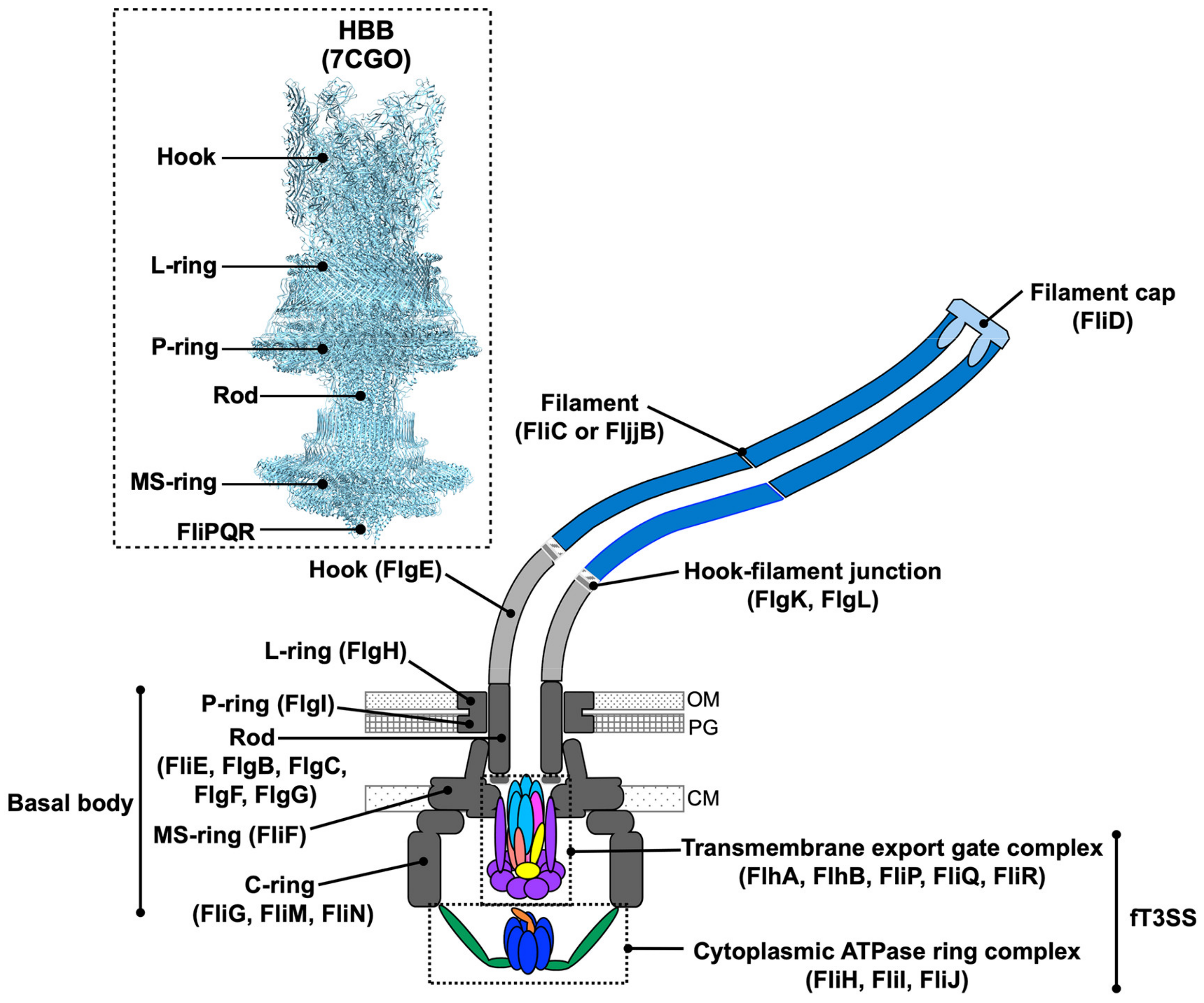 Biomolecules 14 01488 g001 Biomolecules 14 01488 g001