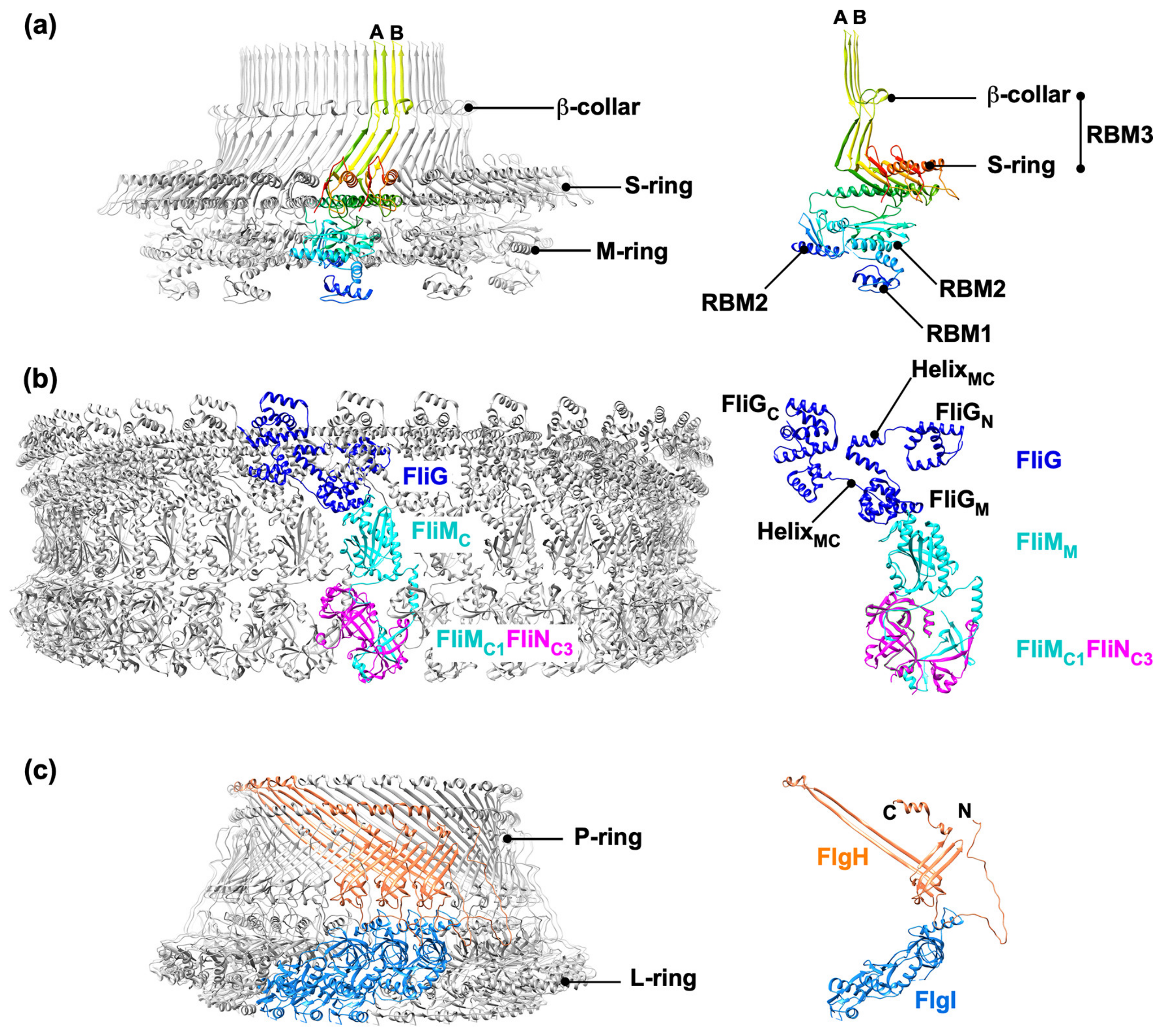 Biomolecules 14 01488 g002 Biomolecules 14 01488 g002