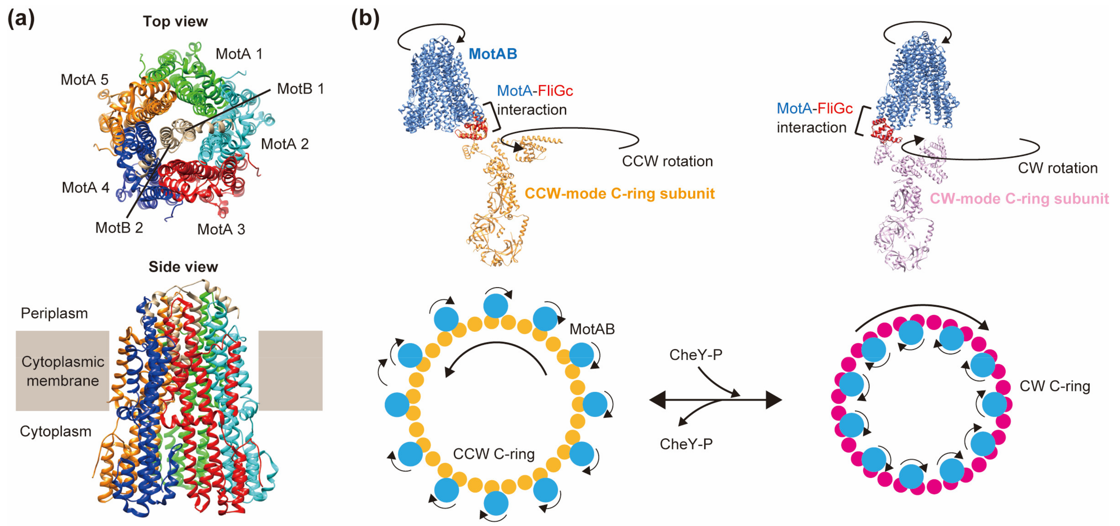 Biomolecules 14 01488 g005 Biomolecules 14 01488 g005