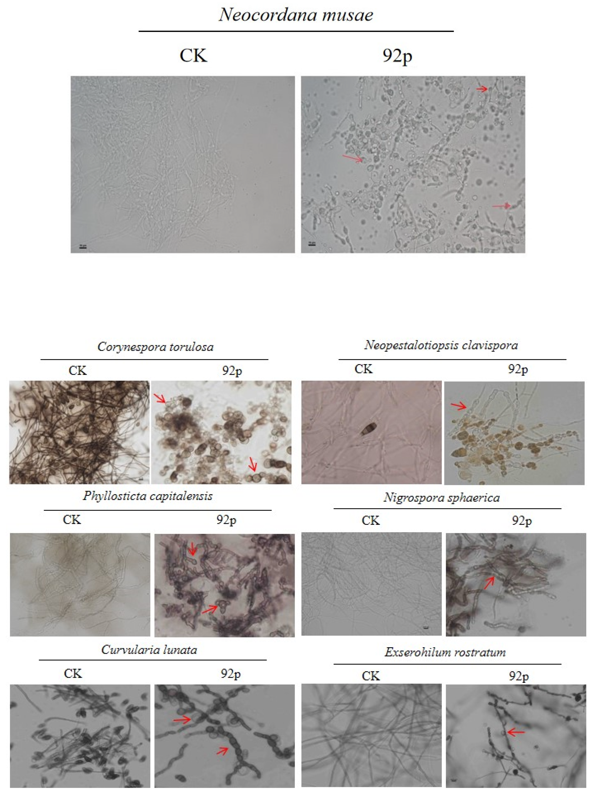 Biomolecules 14 01495 g003