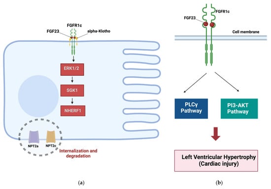 Biomolecules 14 01622 g003