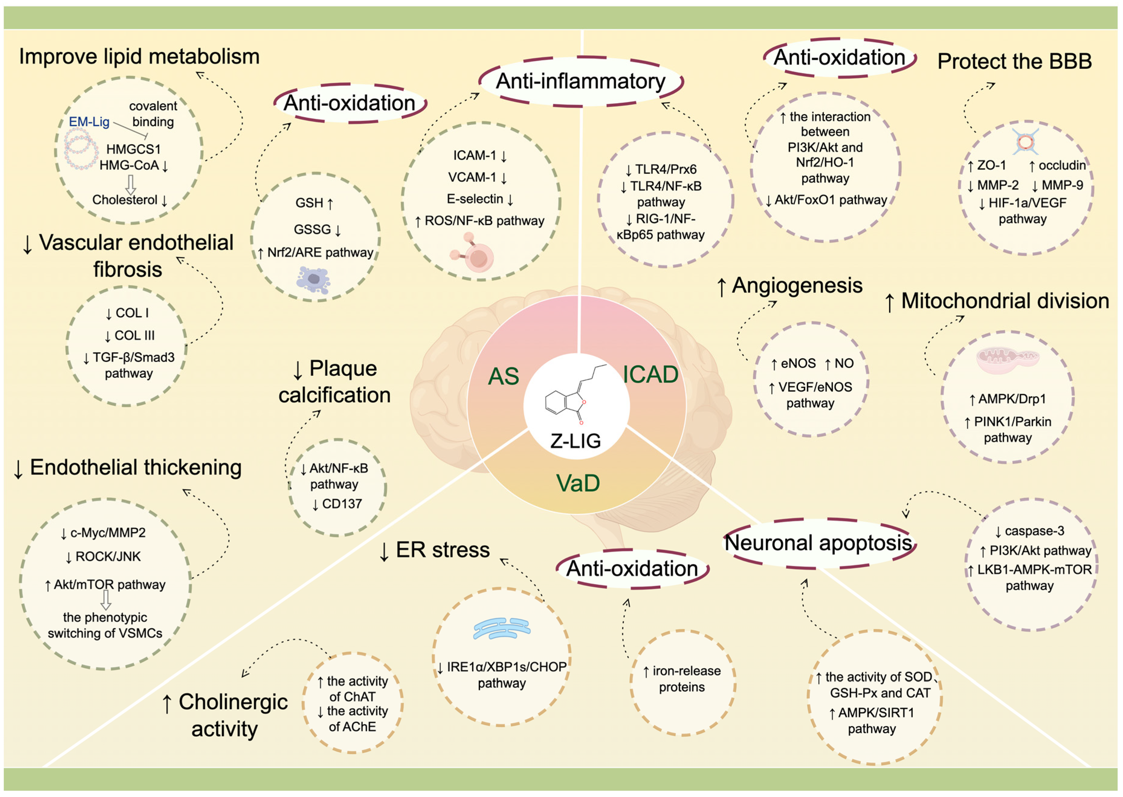 Biomolecules 14 01623 g003