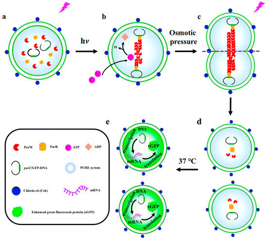 Biomolecules 14 01628 g006