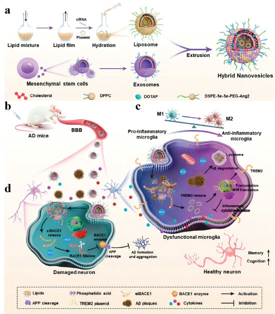 Biomolecules 14 01628 g007