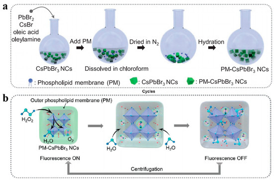 Biomolecules 14 01628 g010