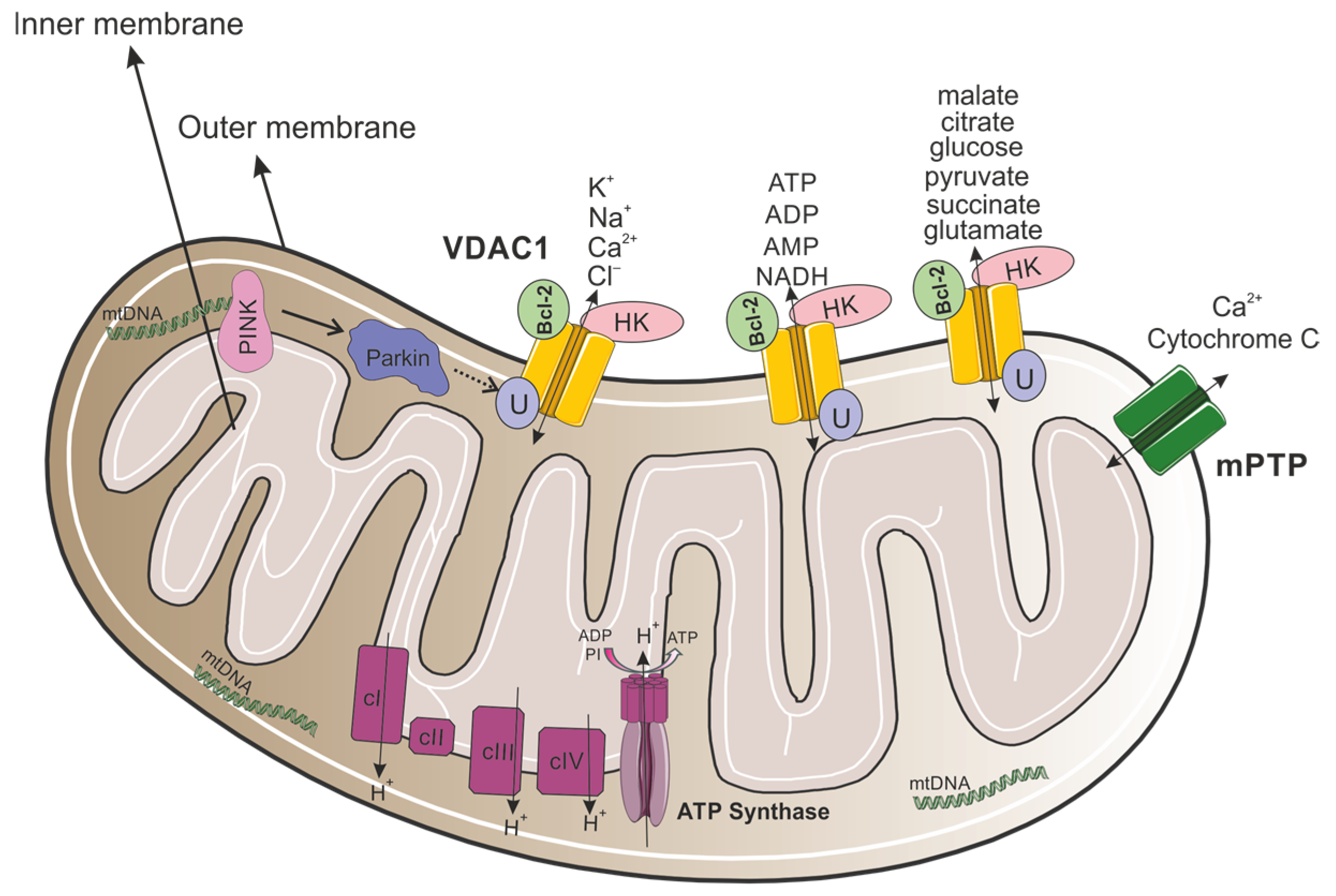 Biomolecules 15 00033 g001