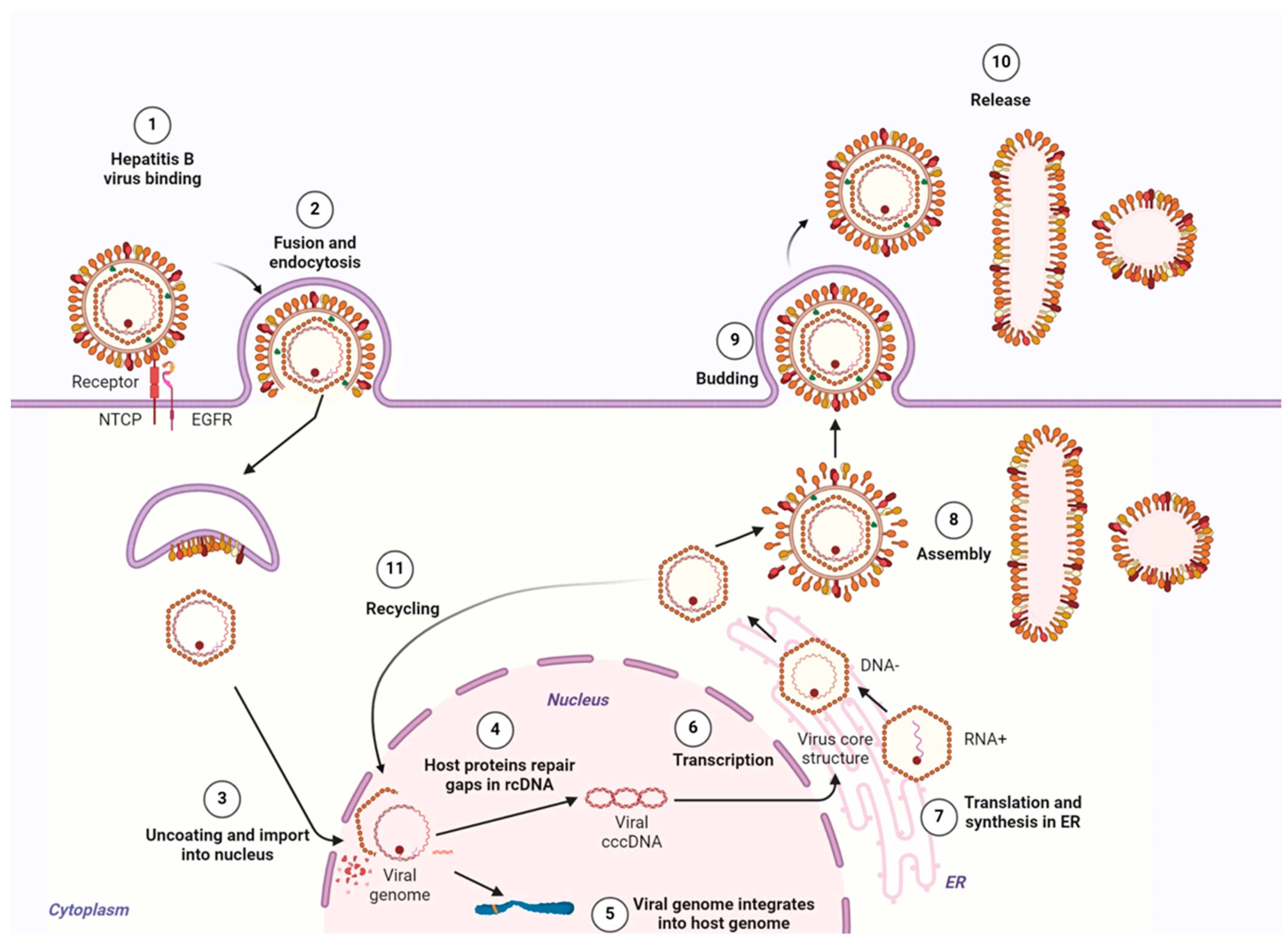 Biomolecules 15 00062 g002 Biomolecules 15 00062 g002