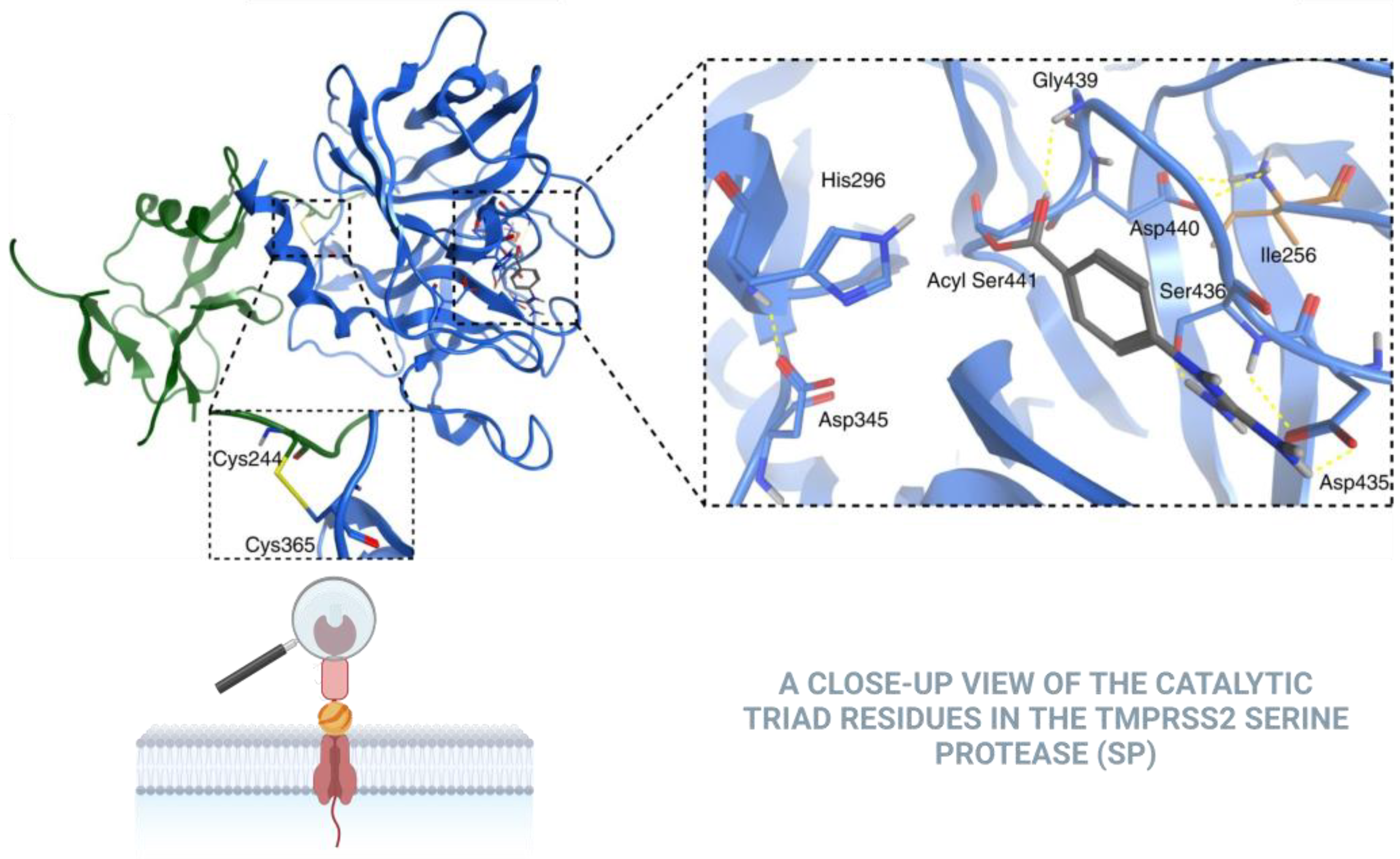 Biomolecules 15 00075 g002 Biomolecules 15 00075 g002