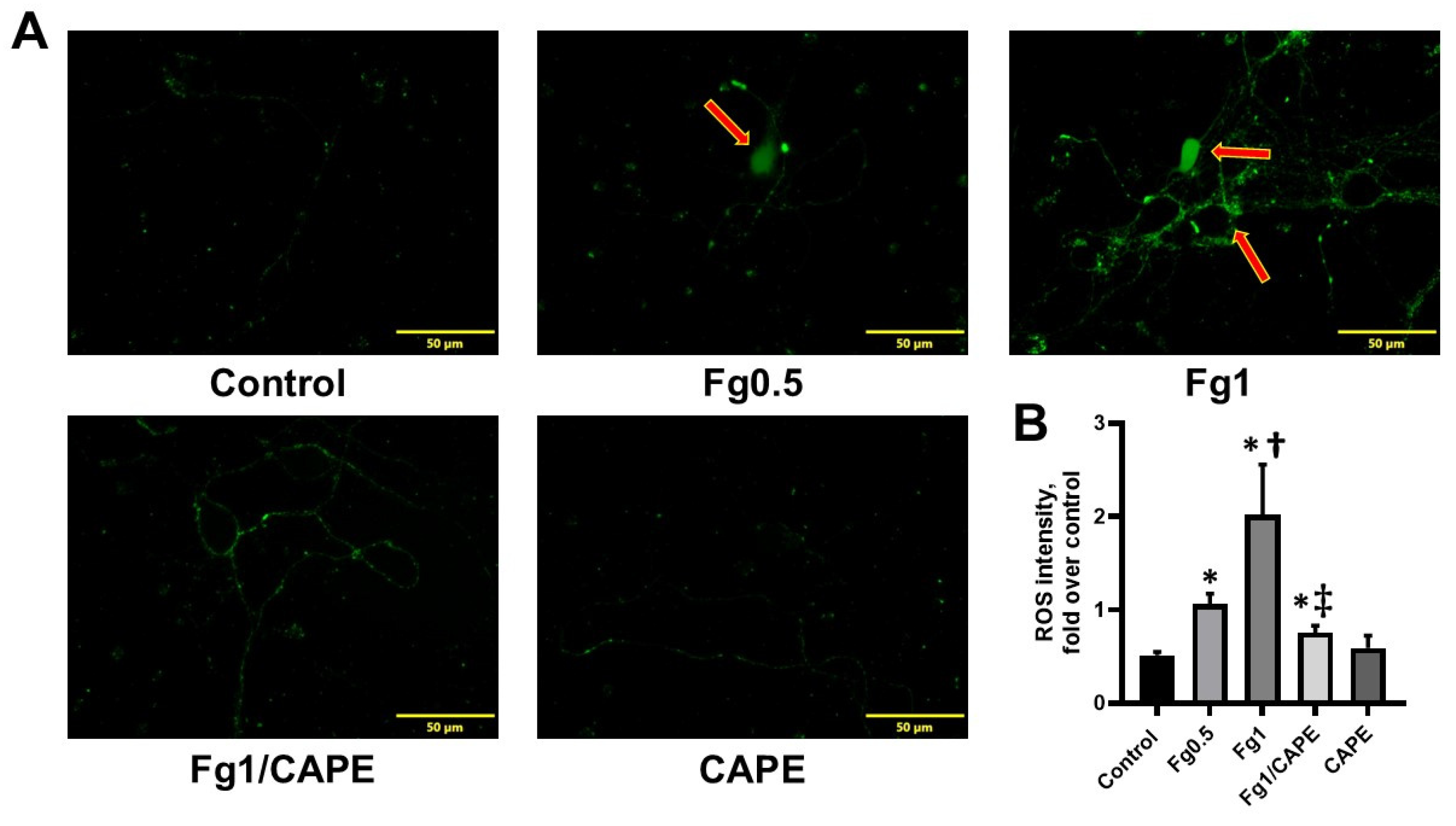 Biomolecules 15 00080 g001 Biomolecules 15 00080 g001