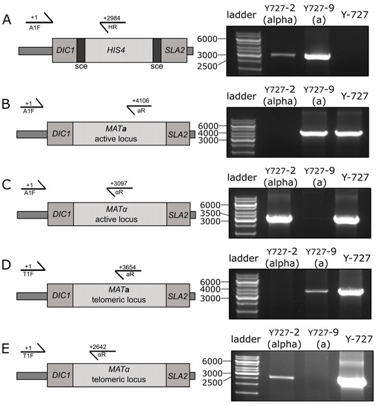 Biomolecules 15 00097 g003