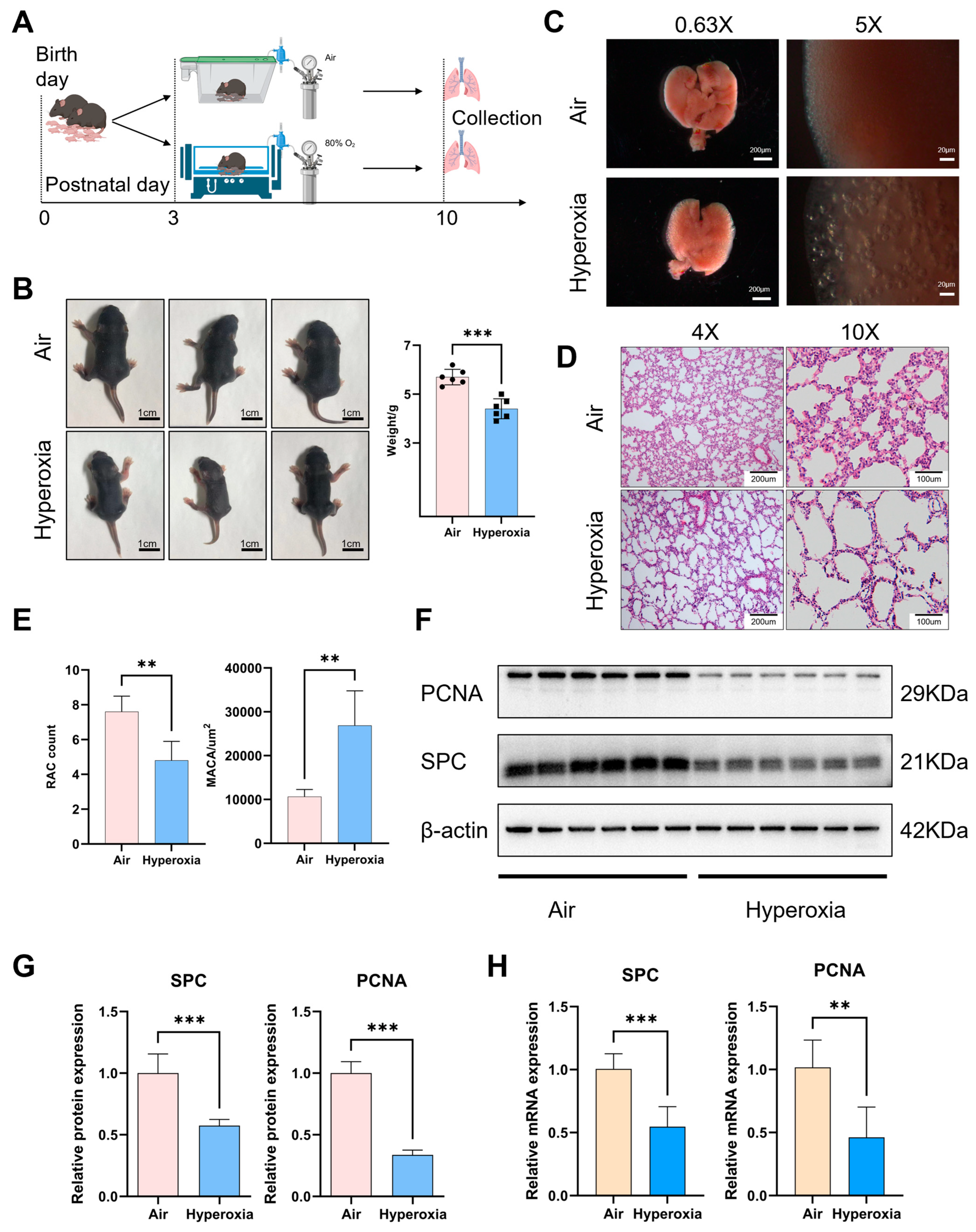 Biomolecules 15 00101 g001a