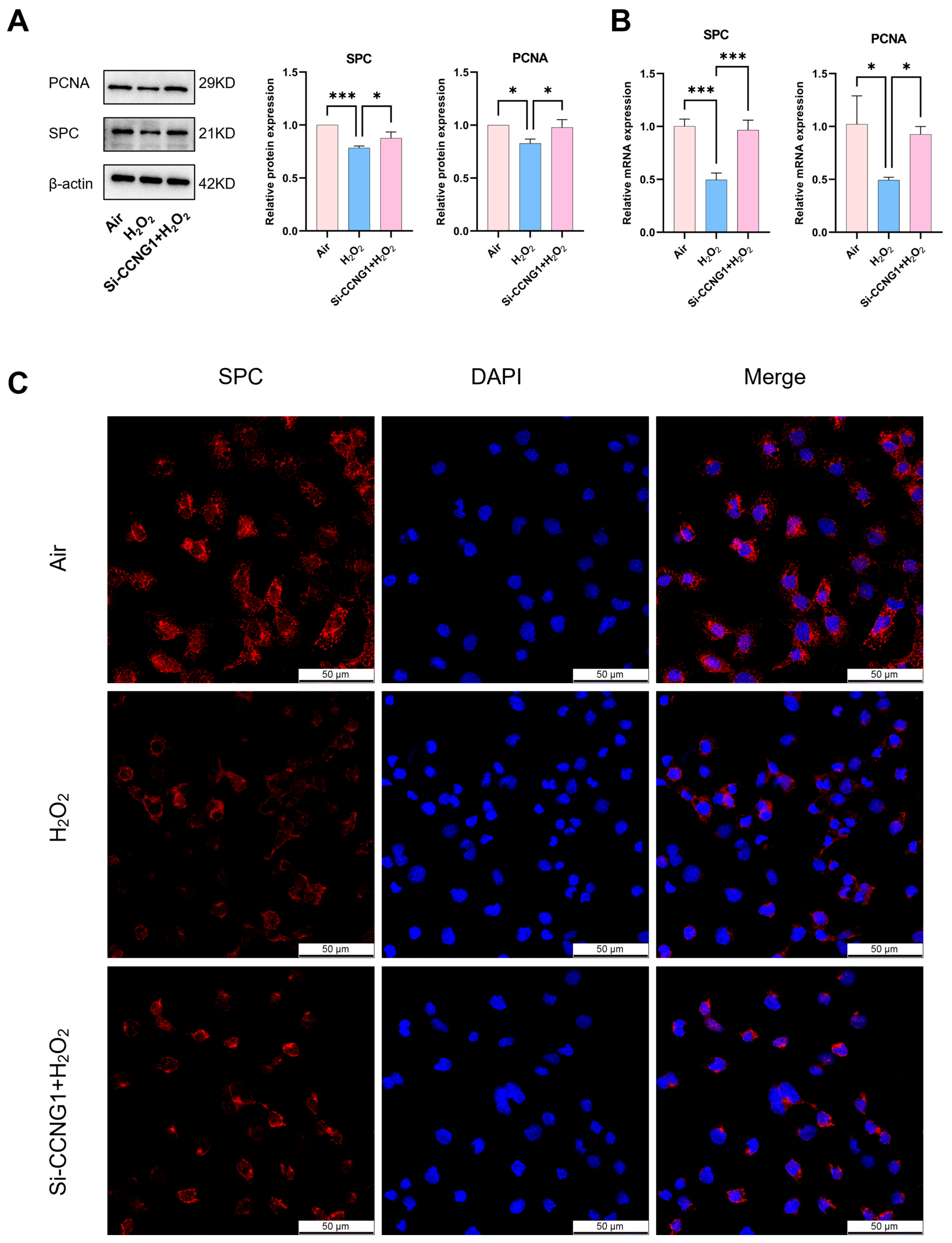 Biomolecules 15 00101 g004