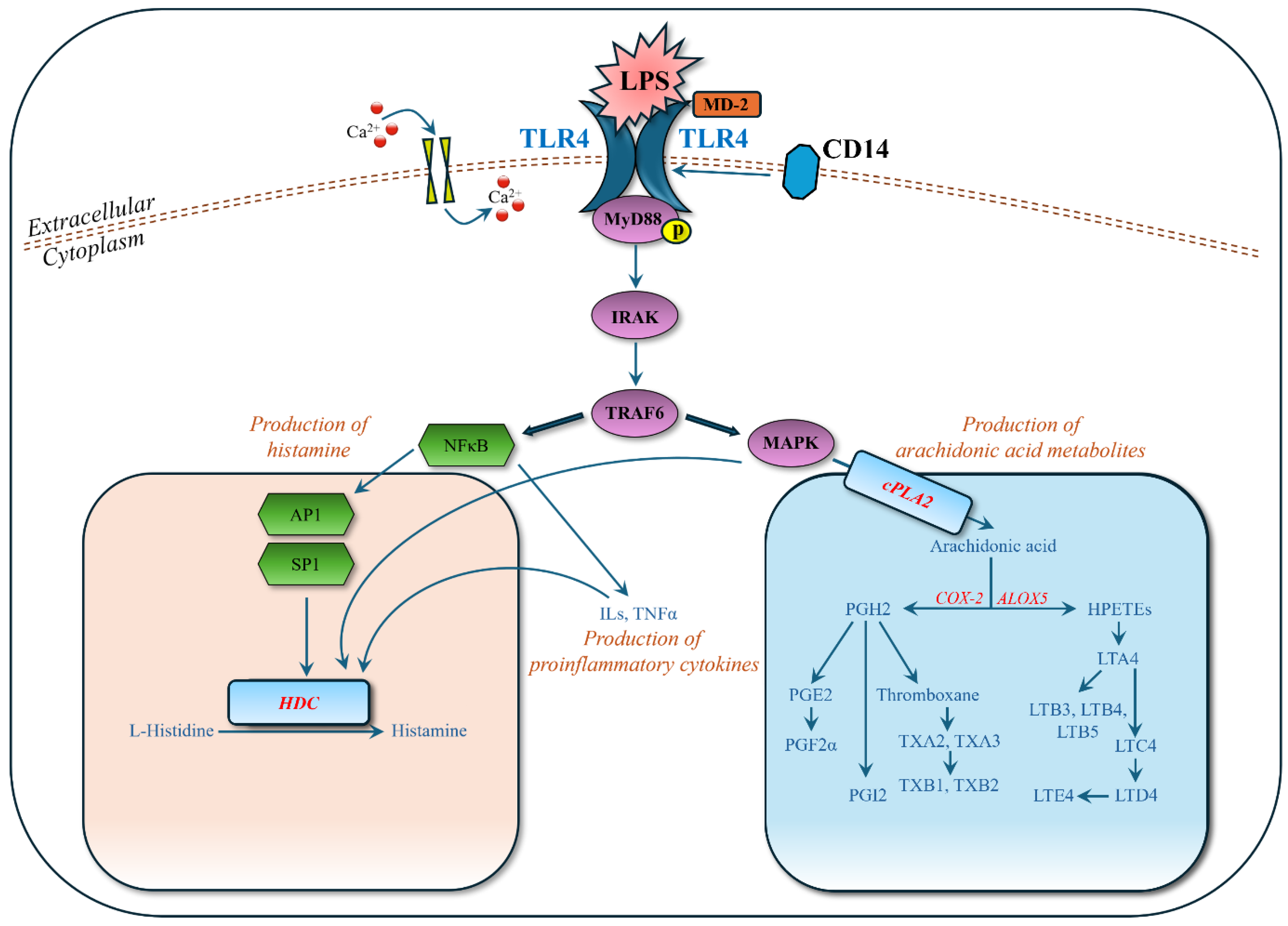 Biomolecules 15 00109 g006 Biomolecules 15 00109 g006
