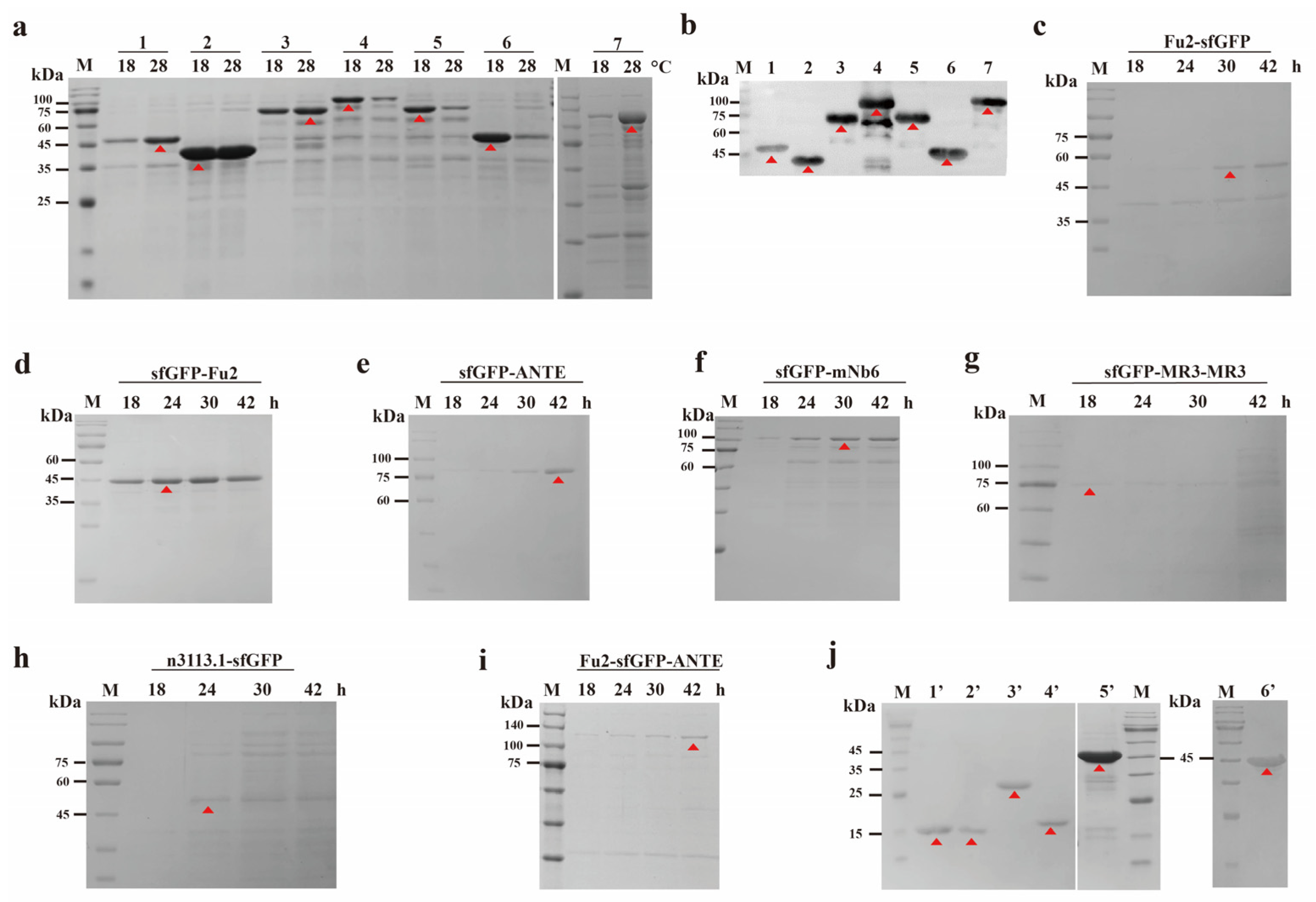 Biomolecules 15 00111 g002