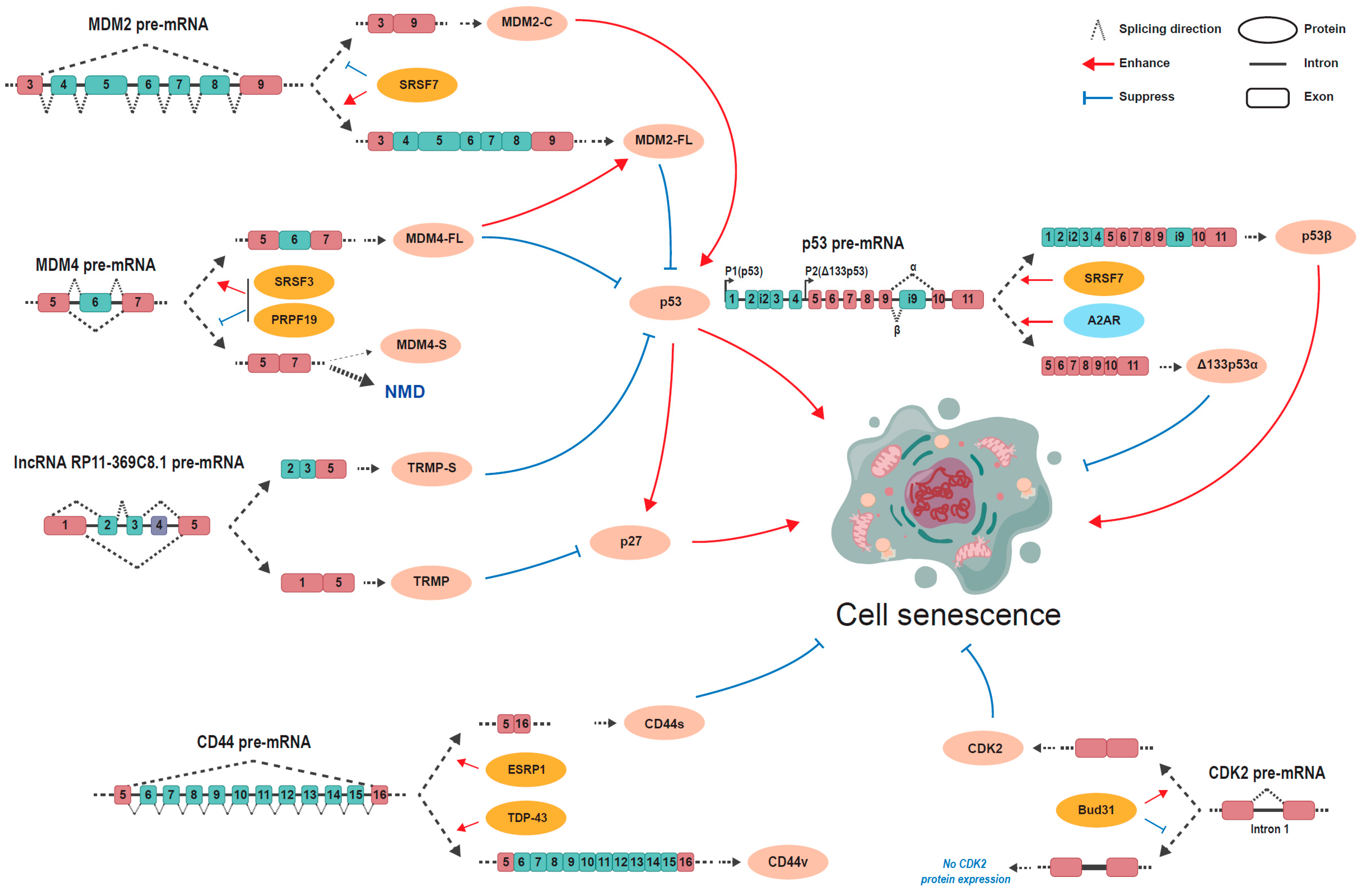 Biomolecules 15 00131 g002 Biomolecules 15 00131 g002