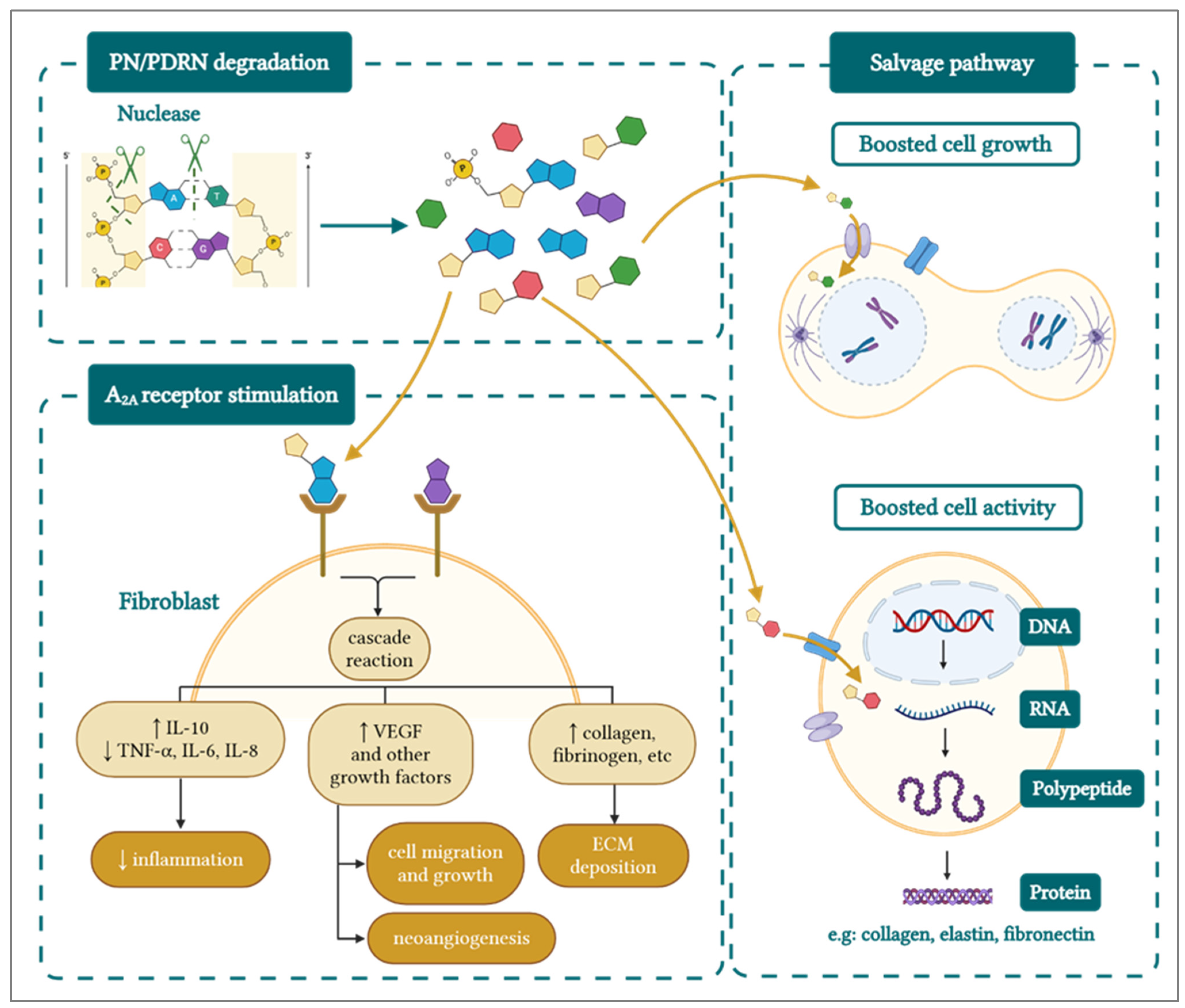 Biomolecules 15 00148 g003
