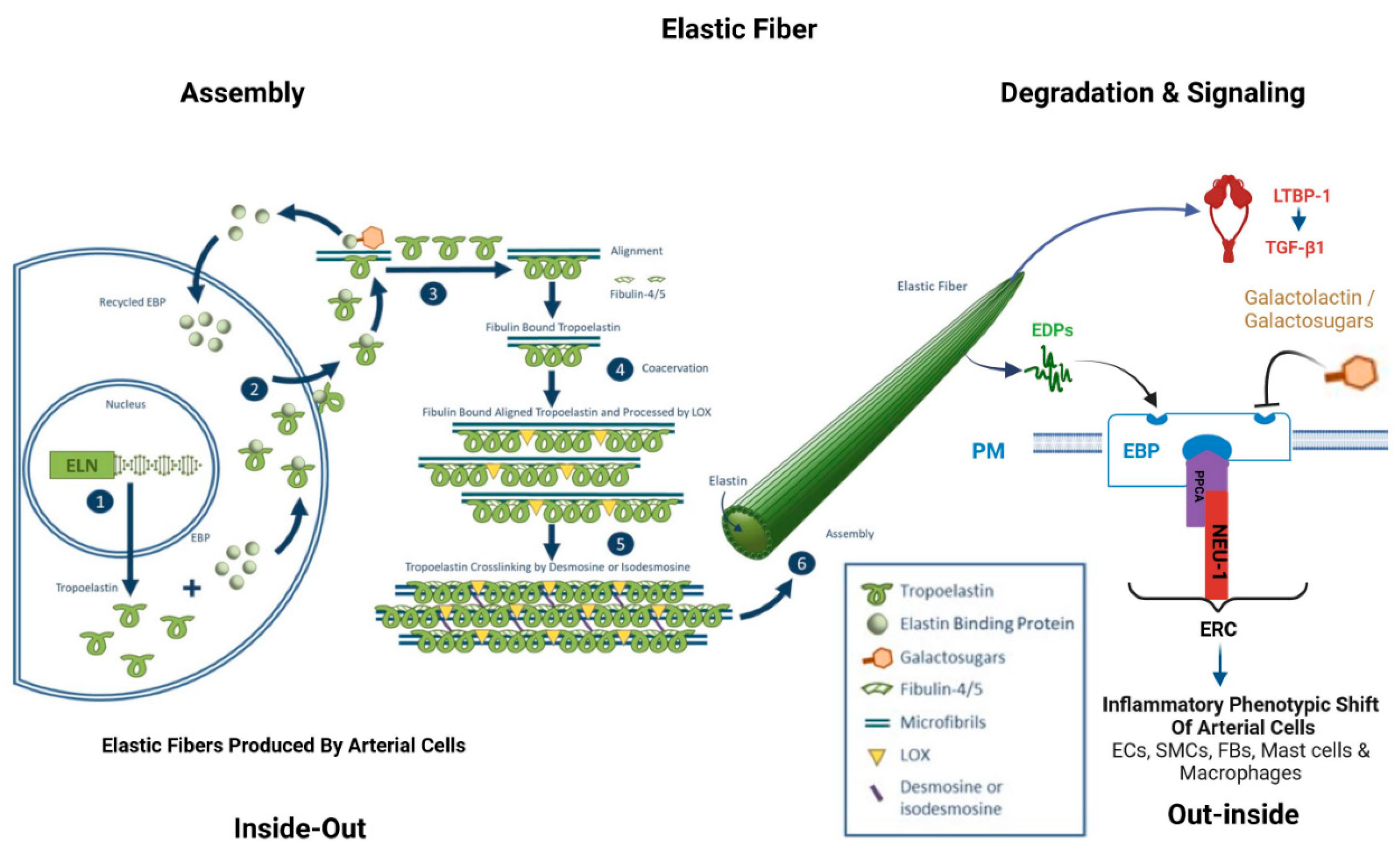 Biomolecules 15 00153 g001 Biomolecules 15 00153 g001