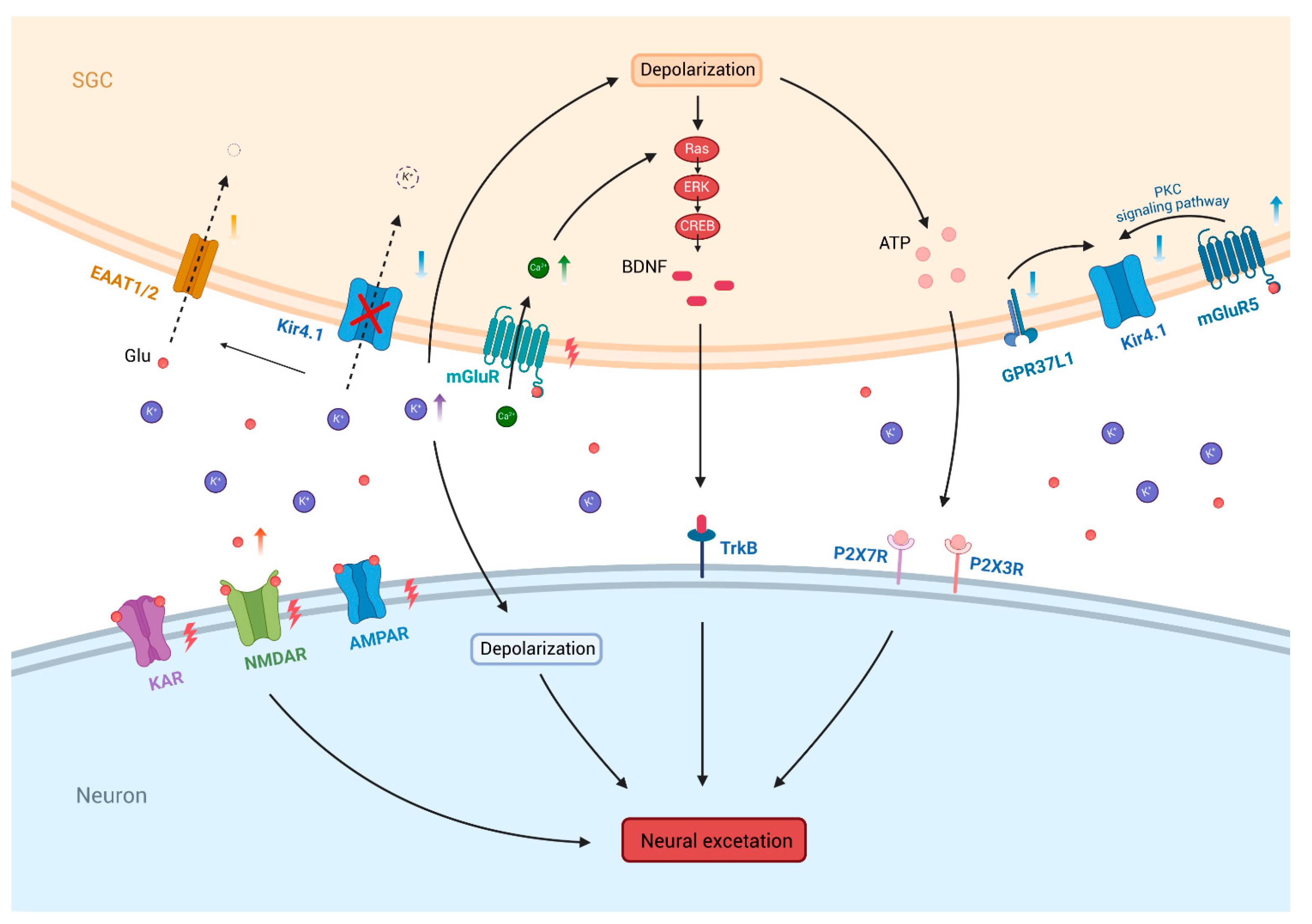 Biomolecules 15 00165 g004 Biomolecules 15 00165 g004