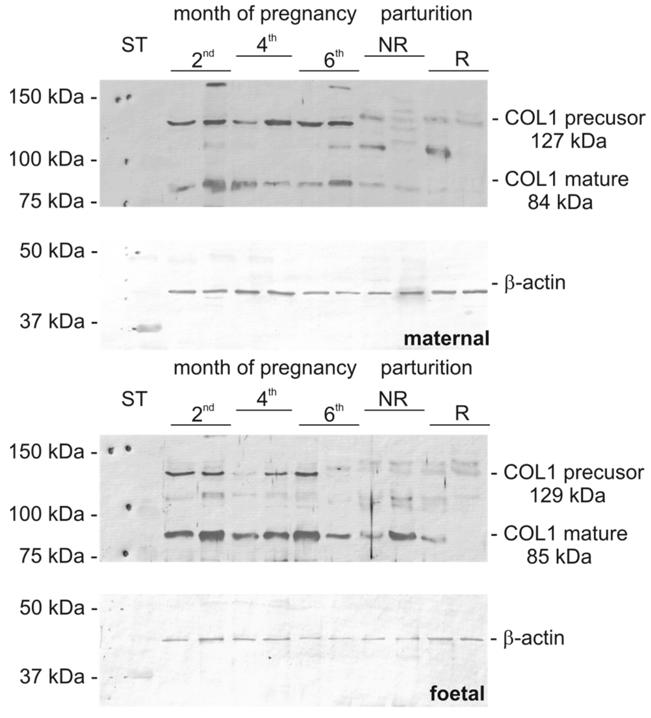 Biomolecules 15 00167 g001 Biomolecules 15 00167 g001