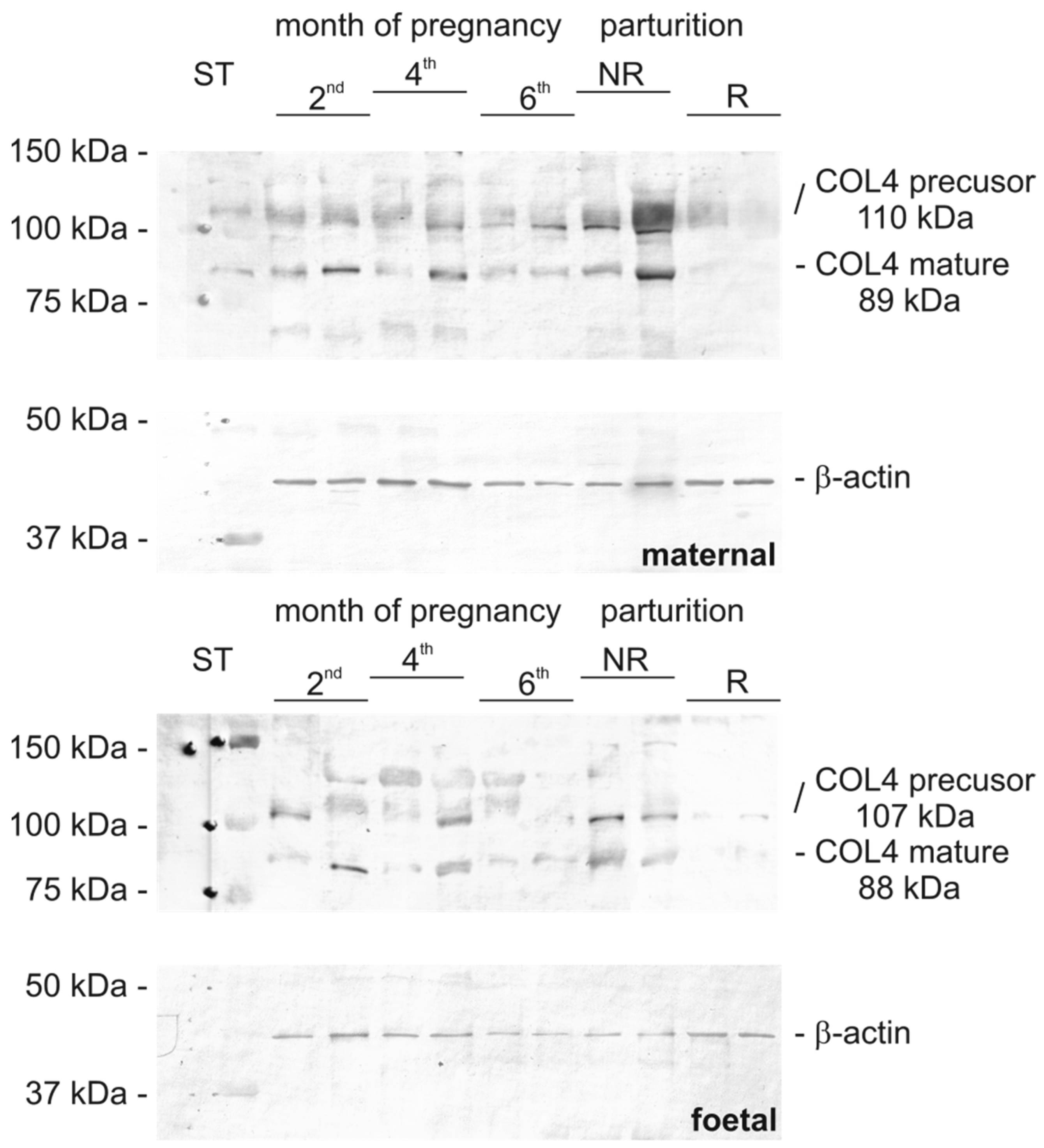 Biomolecules 15 00167 g002 Biomolecules 15 00167 g002