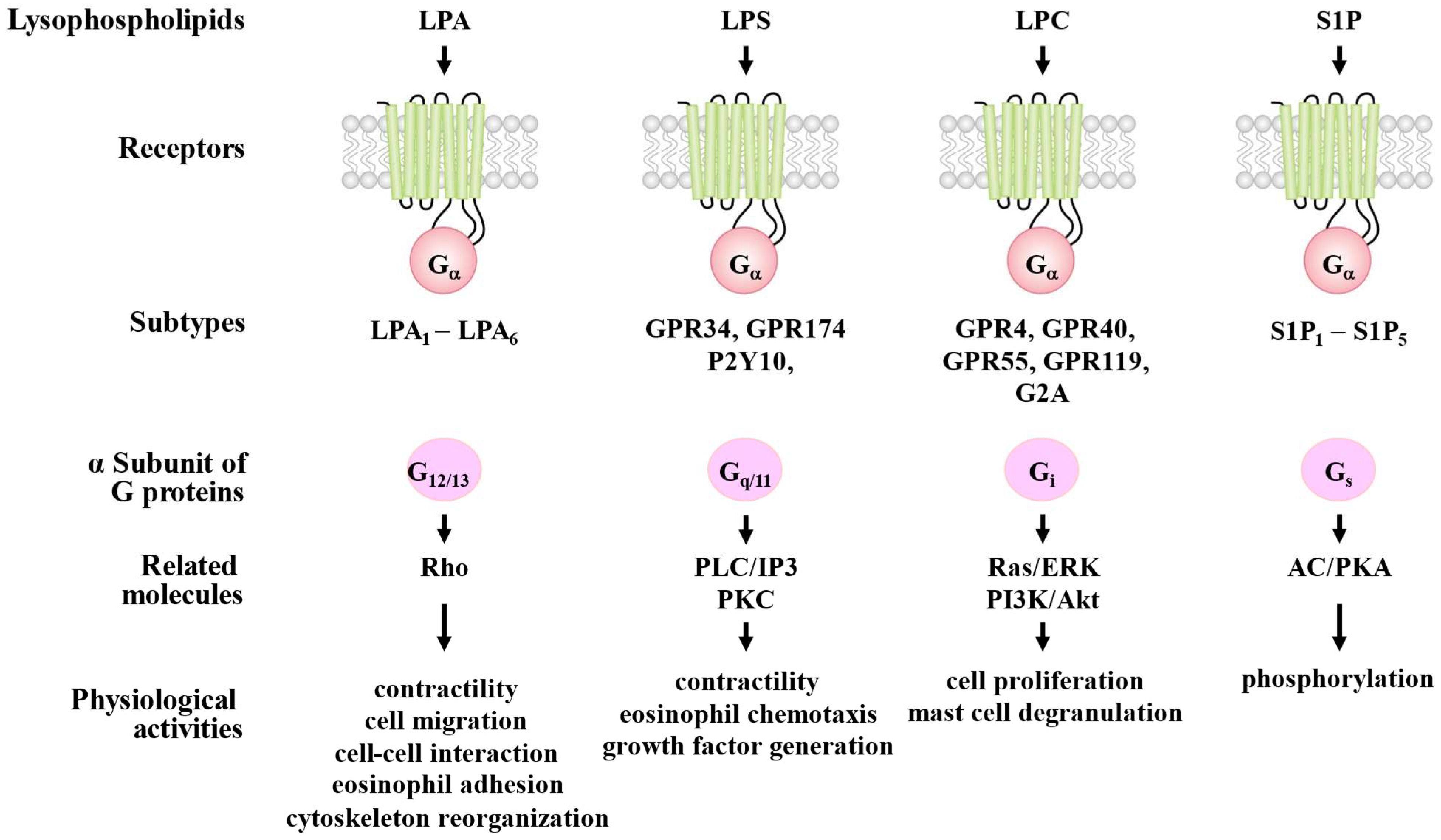 Biomolecules 15 00182 g003