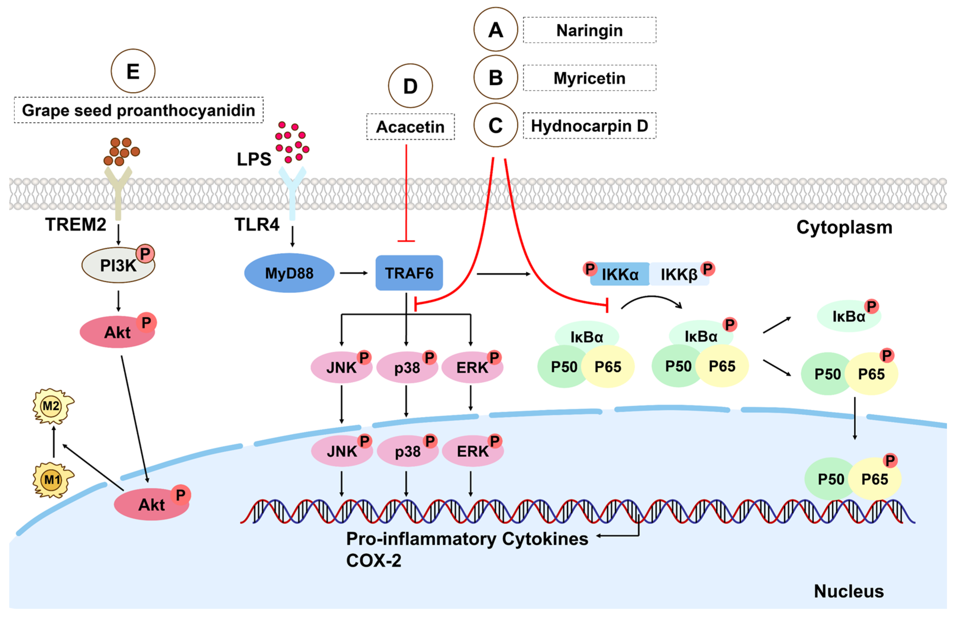 Biomolecules 15 00192 g001 Biomolecules 15 00192 g001
