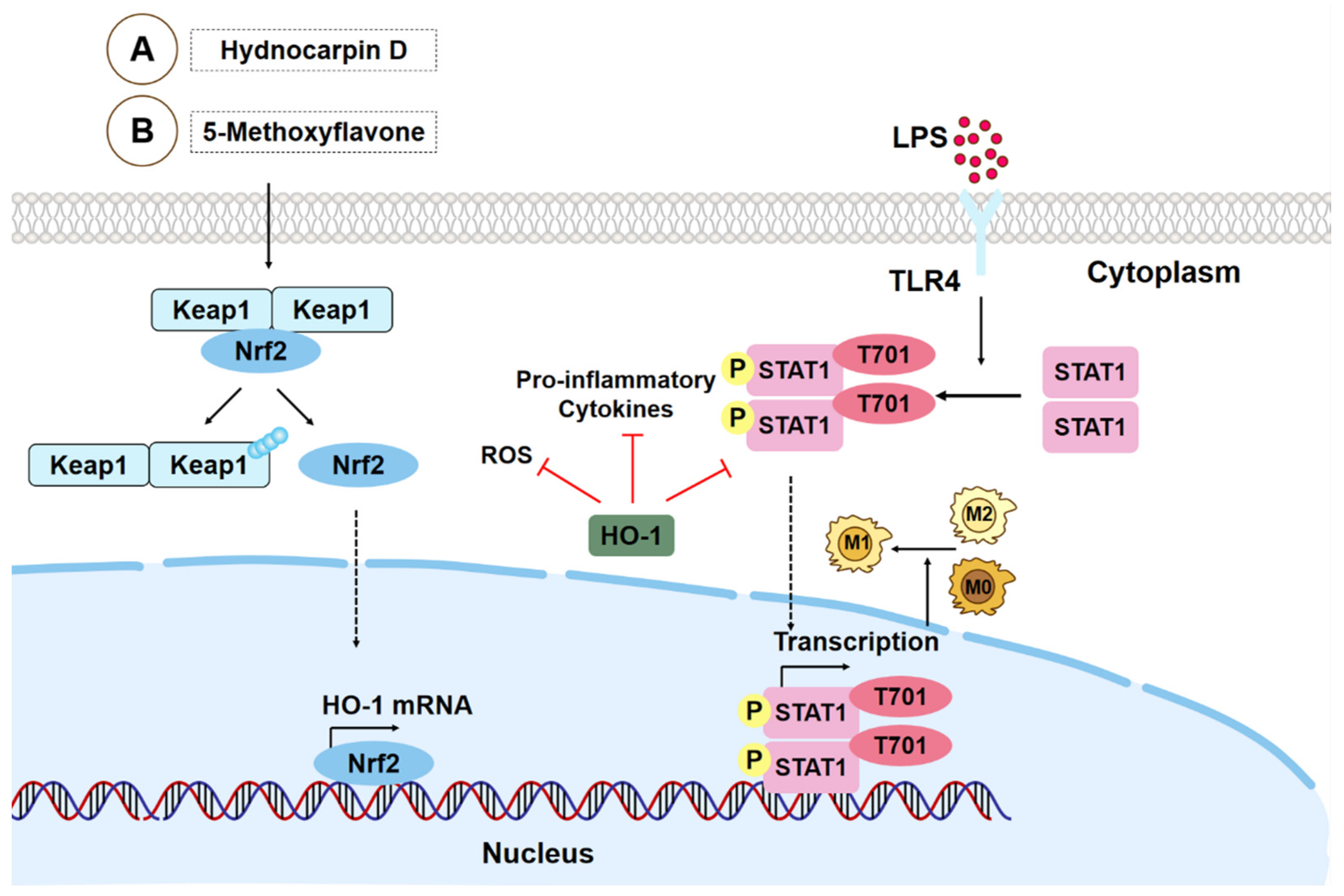 Biomolecules 15 00192 g002 Biomolecules 15 00192 g002