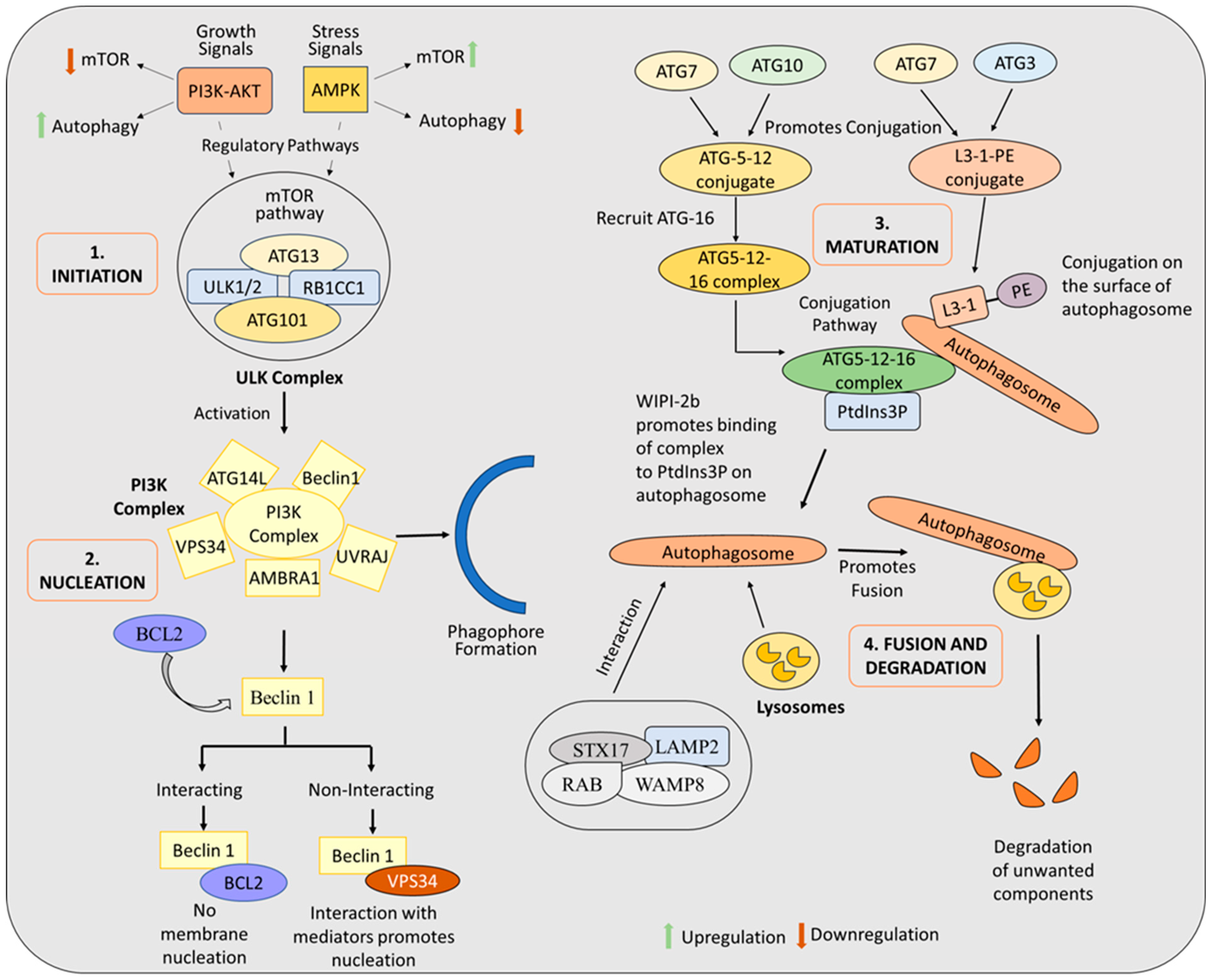 Biomolecules 15 00215 g001 Biomolecules 15 00215 g001