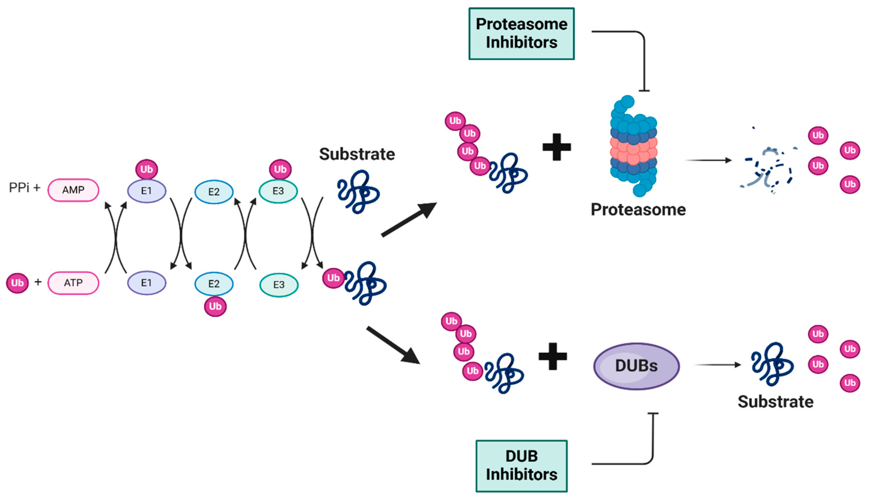 Biomolecules 15 00240 g001