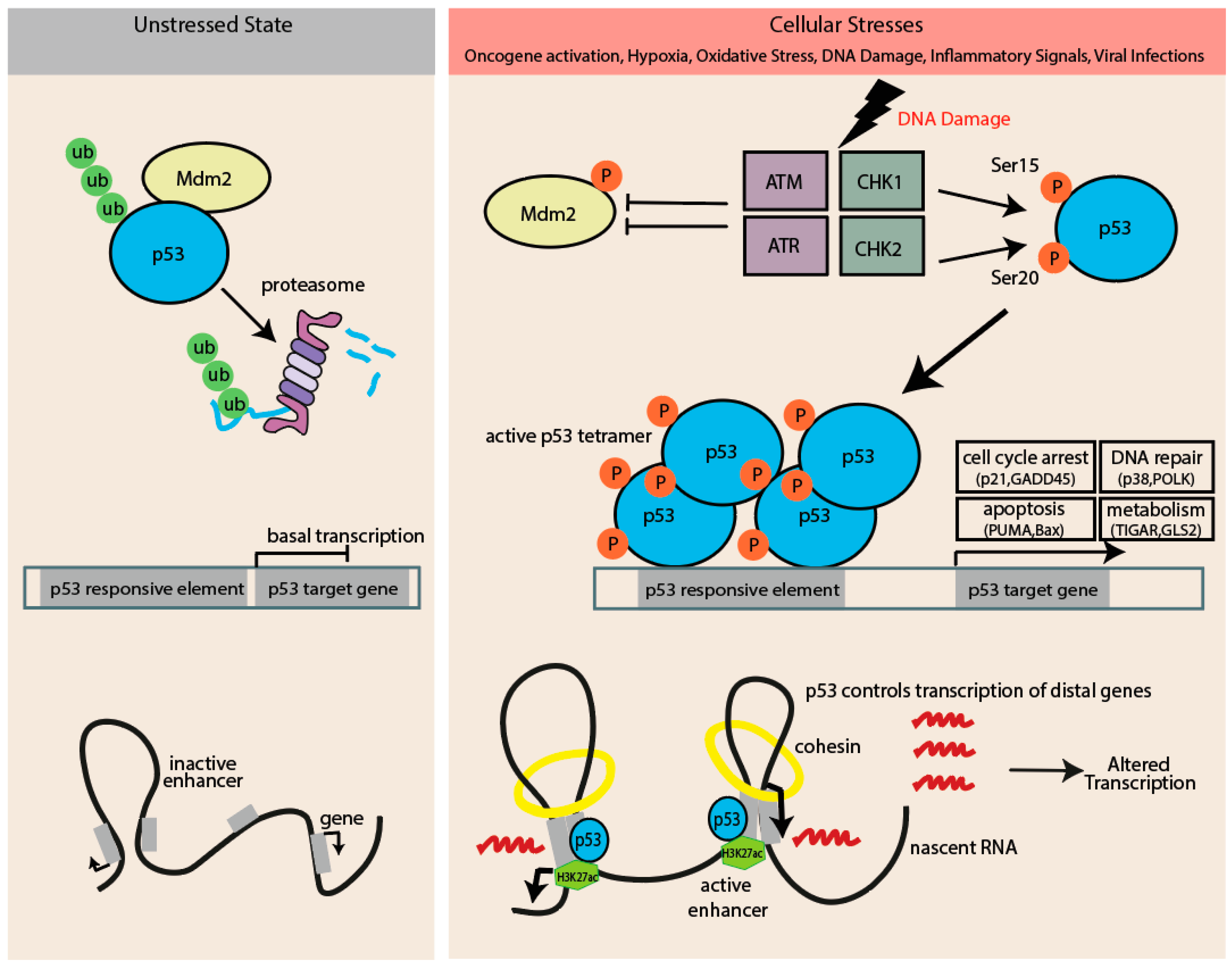 Biomolecules 15 00244 g001 Biomolecules 15 00244 g001