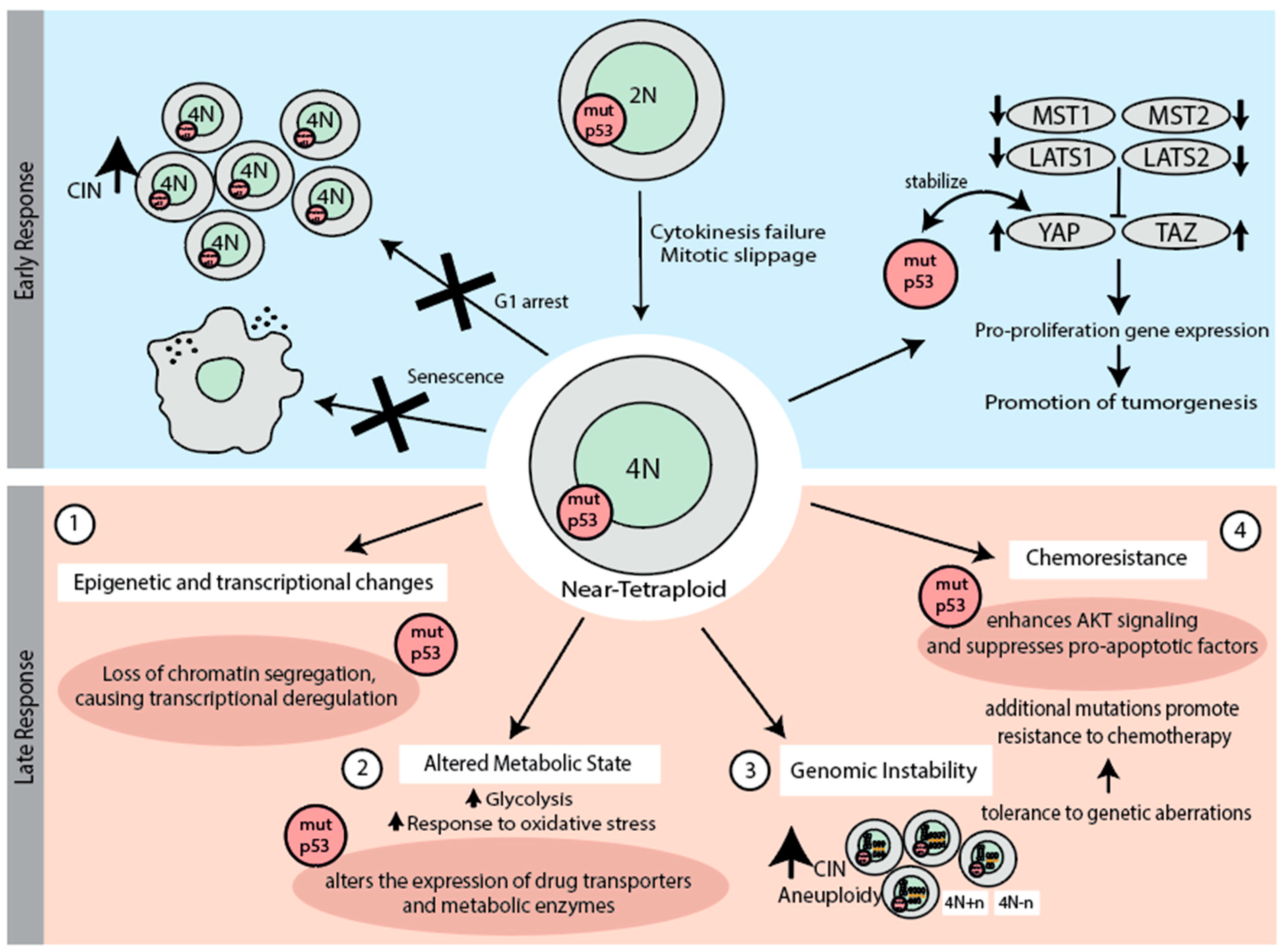 Biomolecules 15 00244 g004 Biomolecules 15 00244 g004