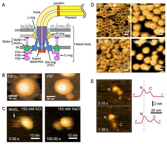 Biomolecules 15 00257 g002