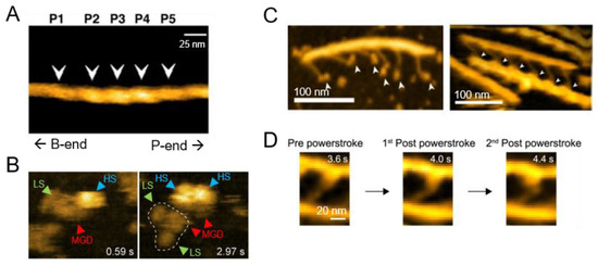Biomolecules 15 00257 g004