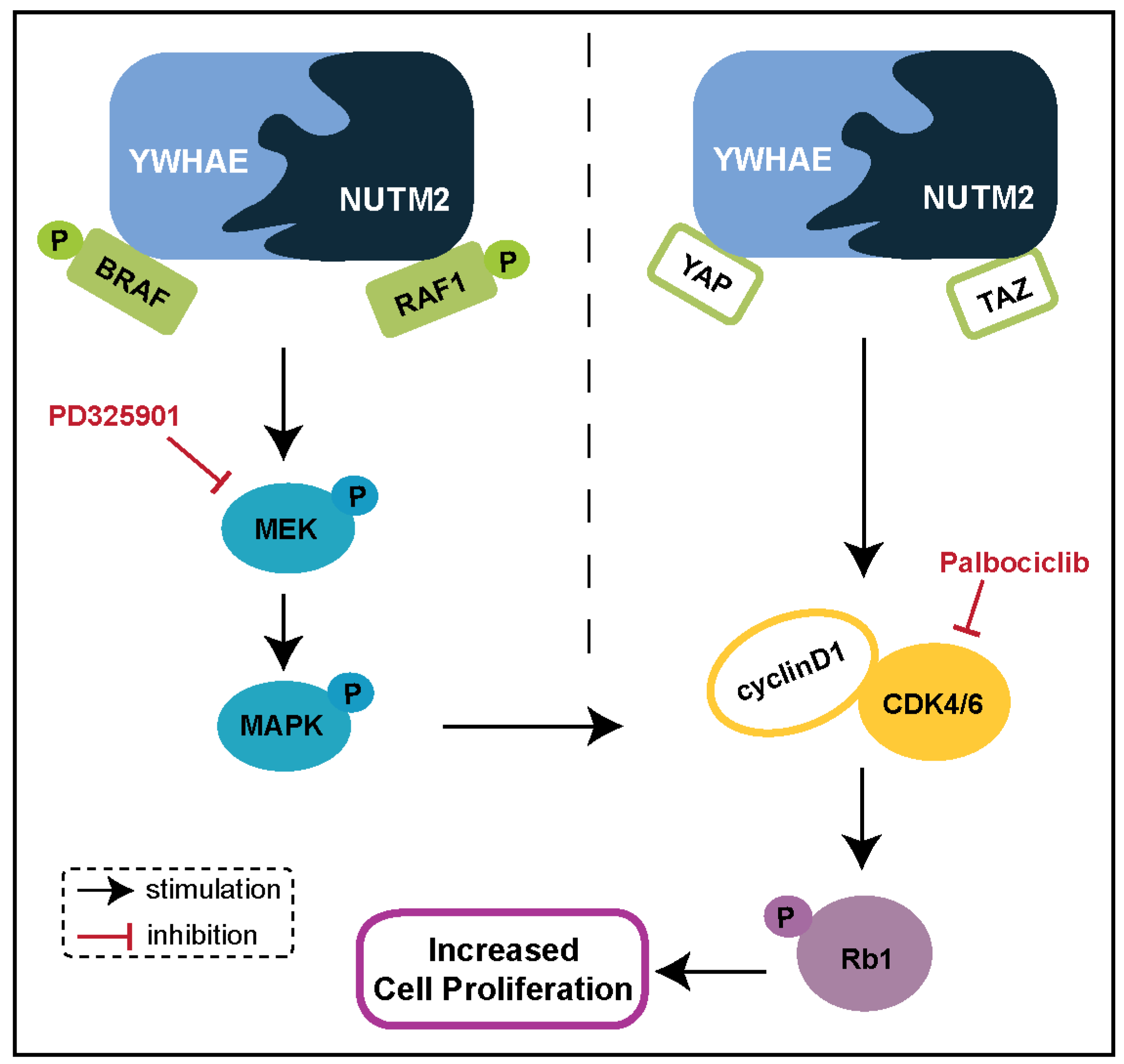 Biomolecules 15 00265 g004