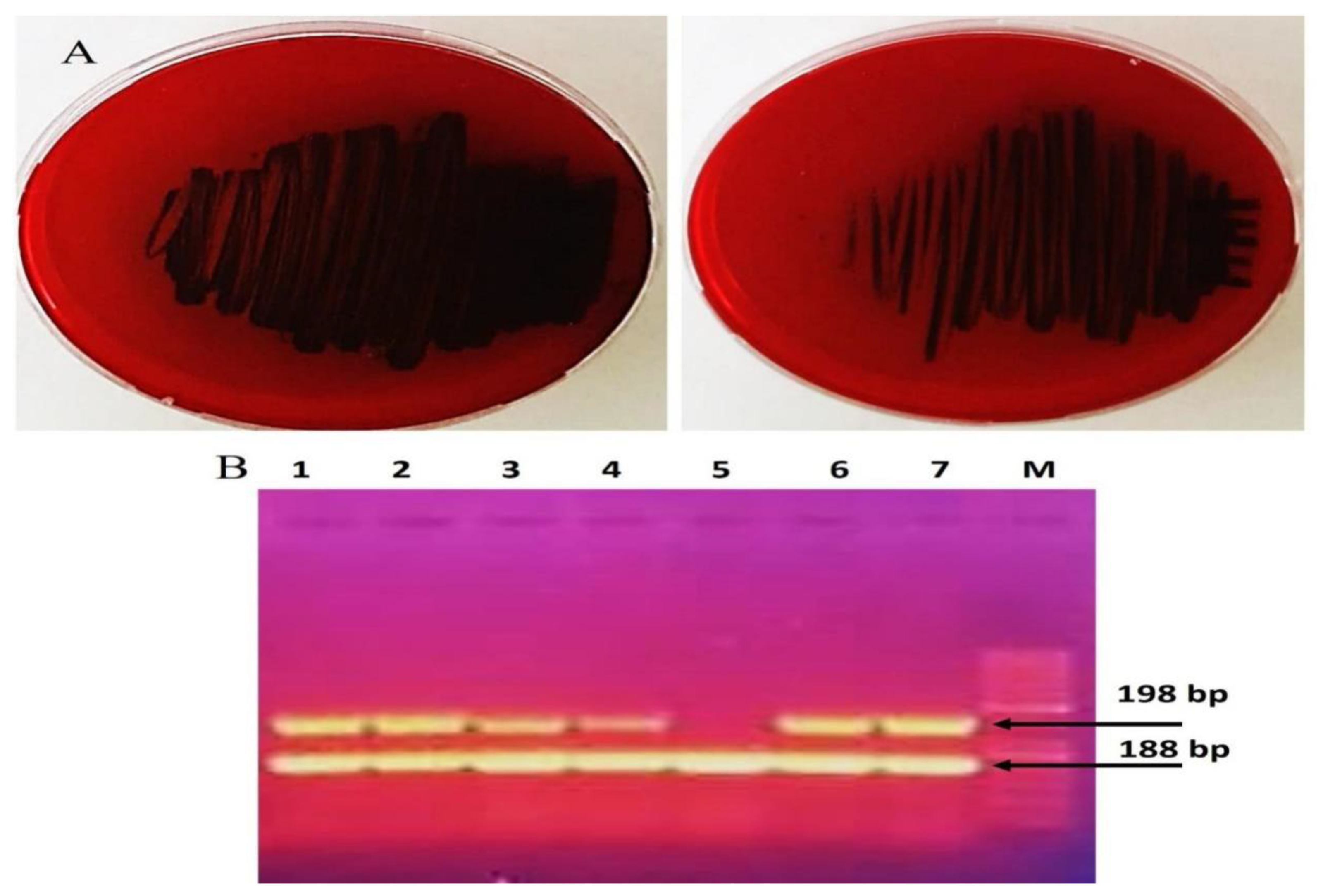 Biomolecules 15 00266 g002 Biomolecules 15 00266 g002