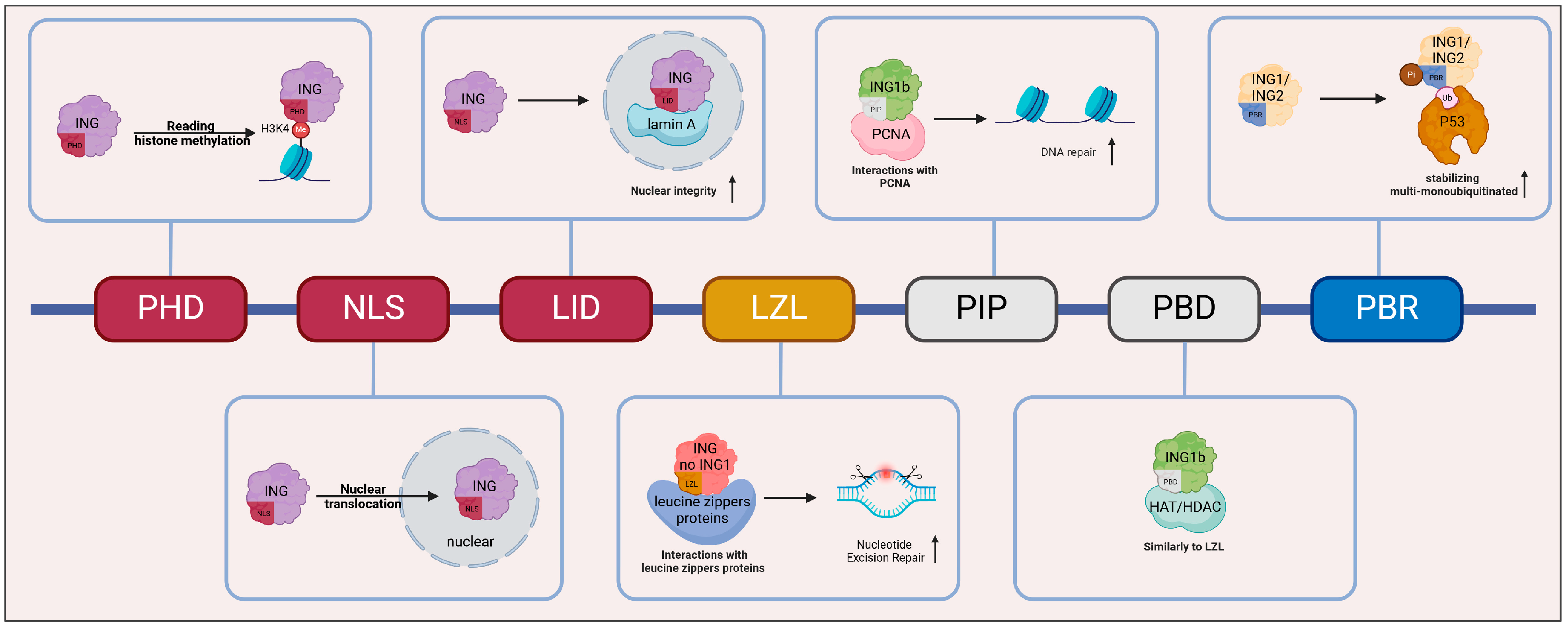 Biomolecules 15 00281 g001
