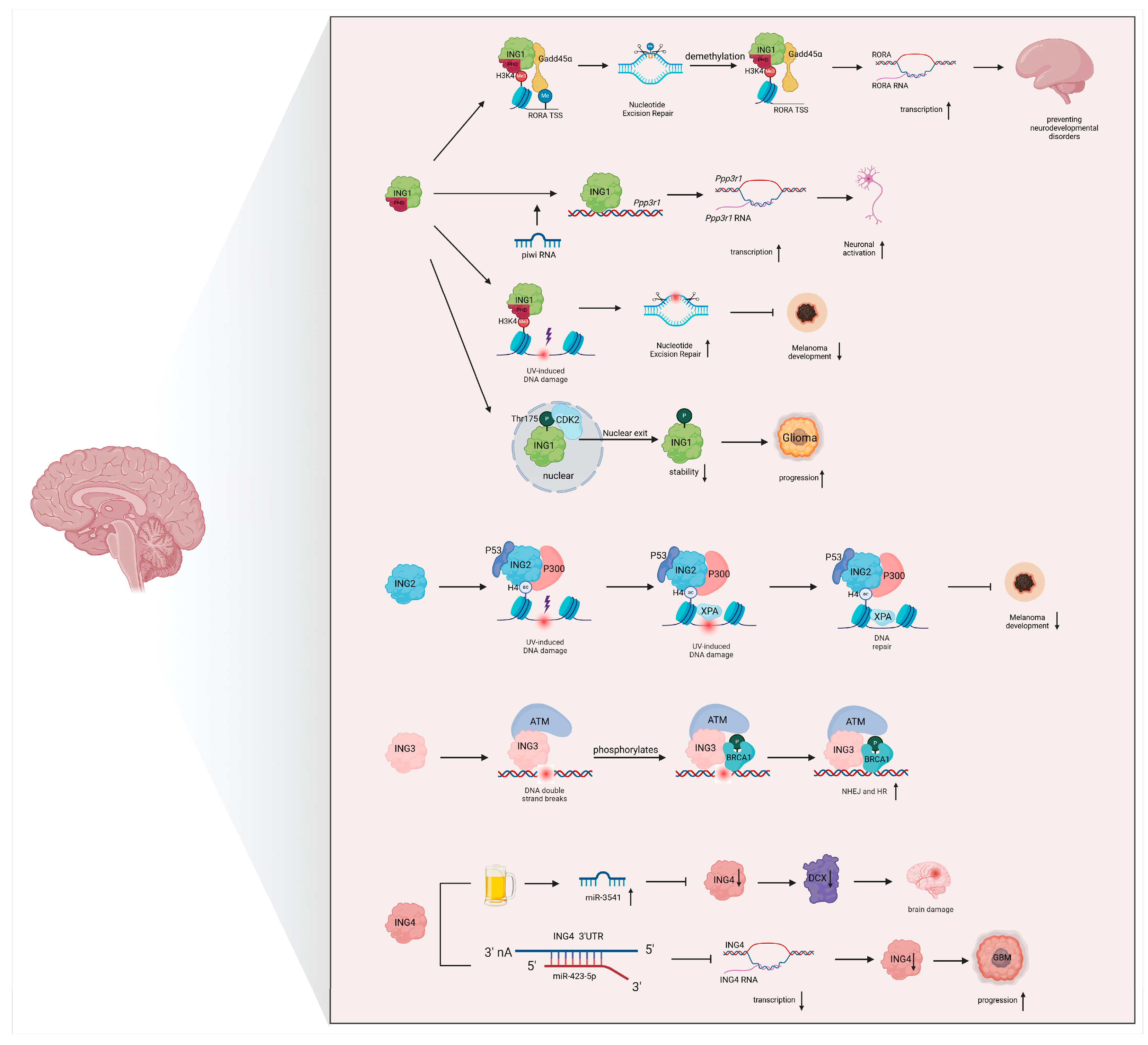 Biomolecules 15 00281 g003