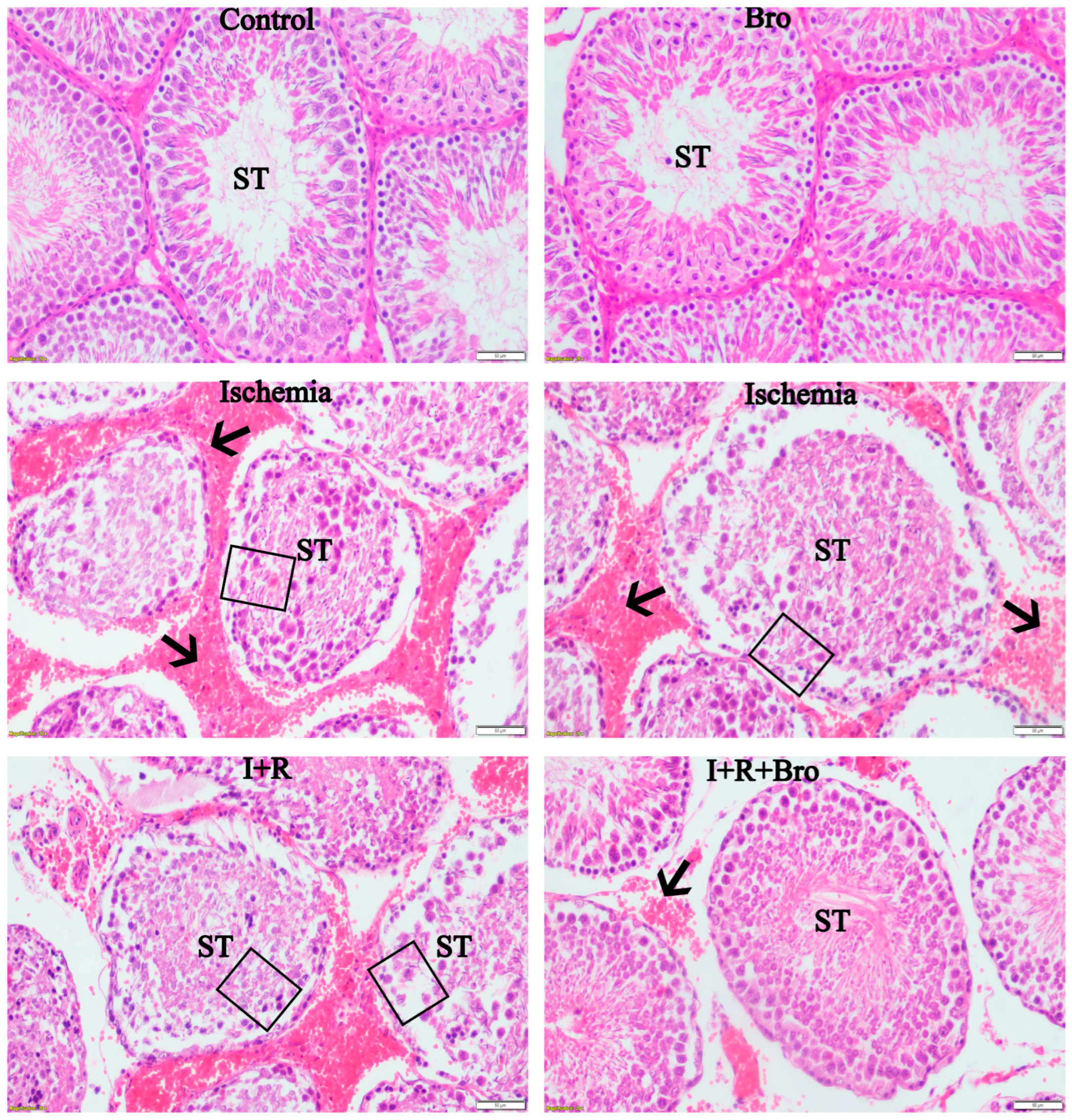 Biomolecules 15 00292 g006 Biomolecules 15 00292 g006