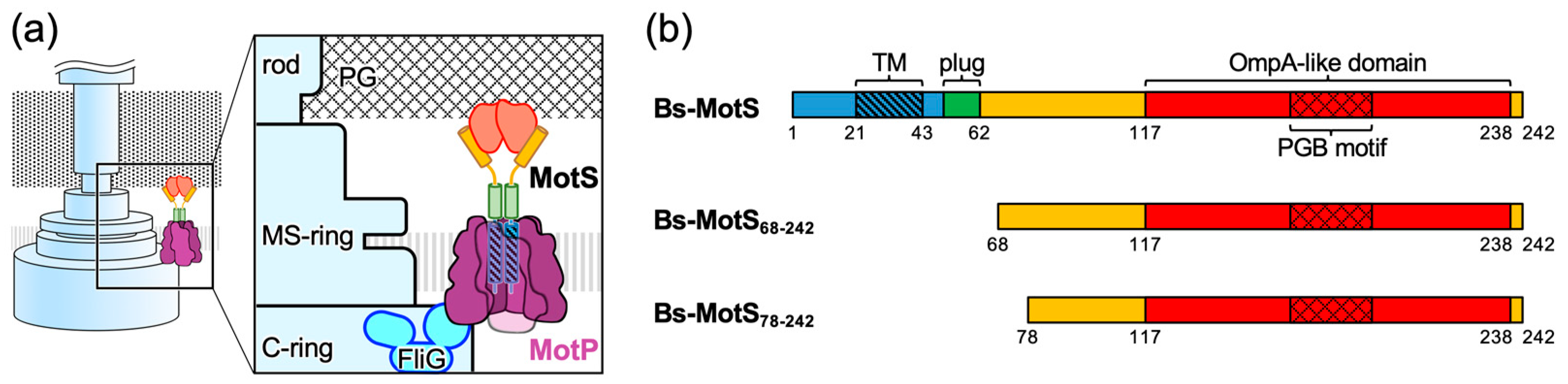 Biomolecules 15 00302 g001