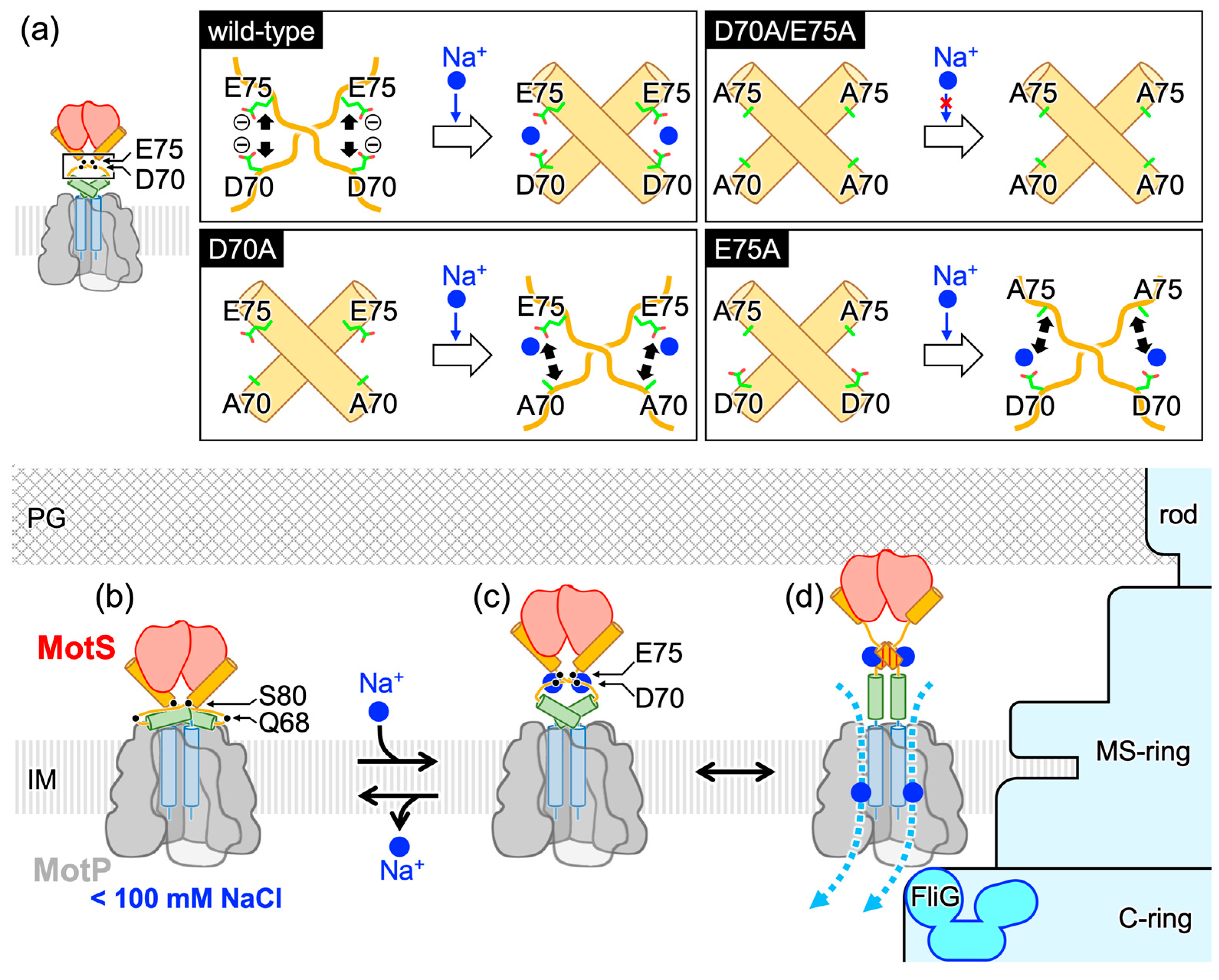 Biomolecules 15 00302 g006