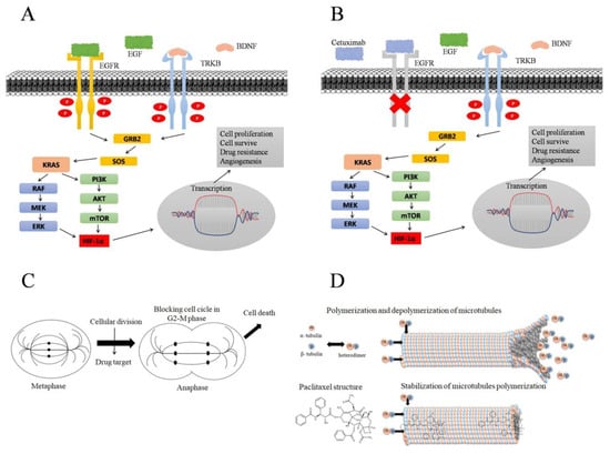 Biomolecules 15 00352 g005