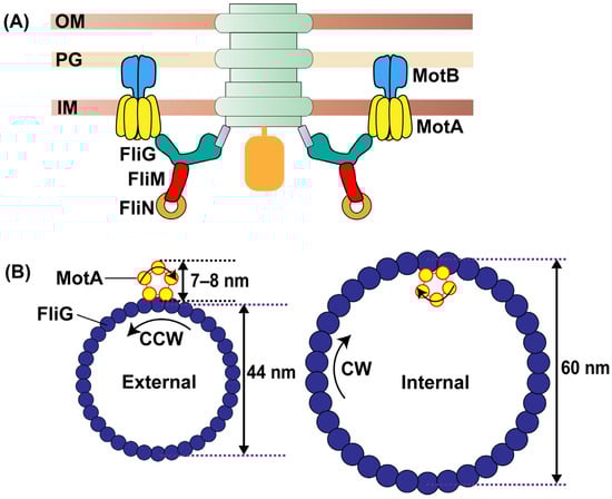 Biomolecules 15 00355 g001