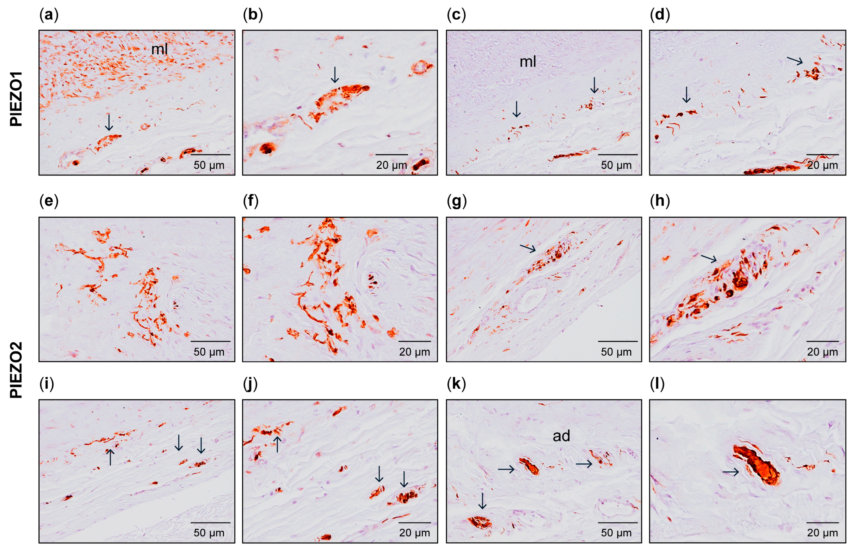 Biomolecules 15 00386 g001