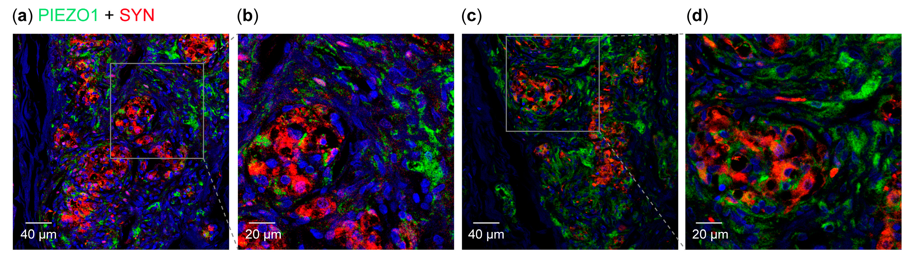 Biomolecules 15 00386 g004