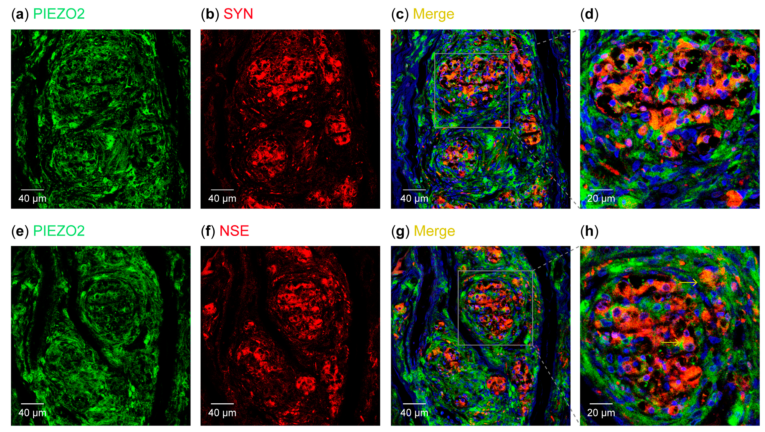 Biomolecules 15 00386 g006