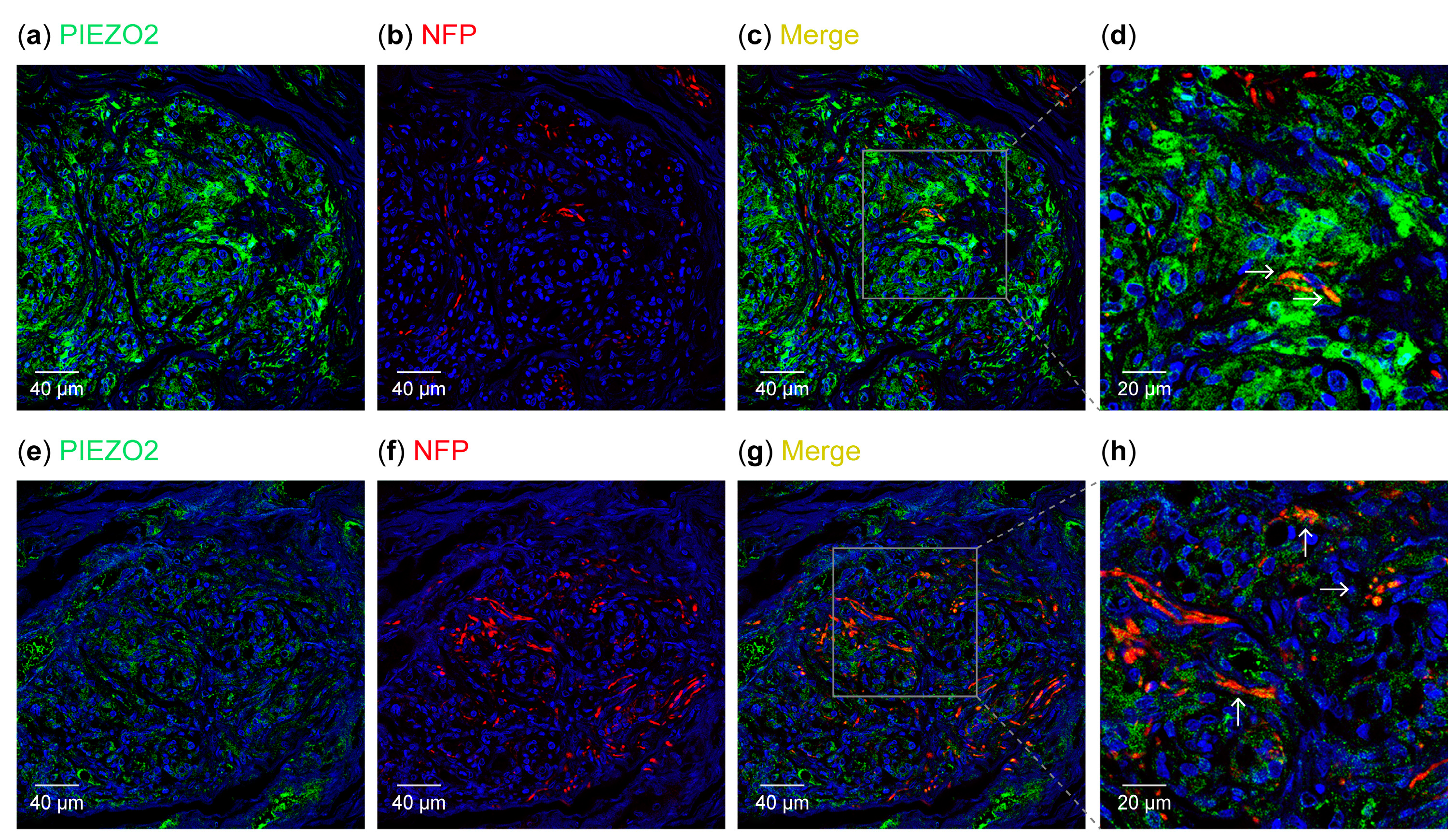 Biomolecules 15 00386 g007