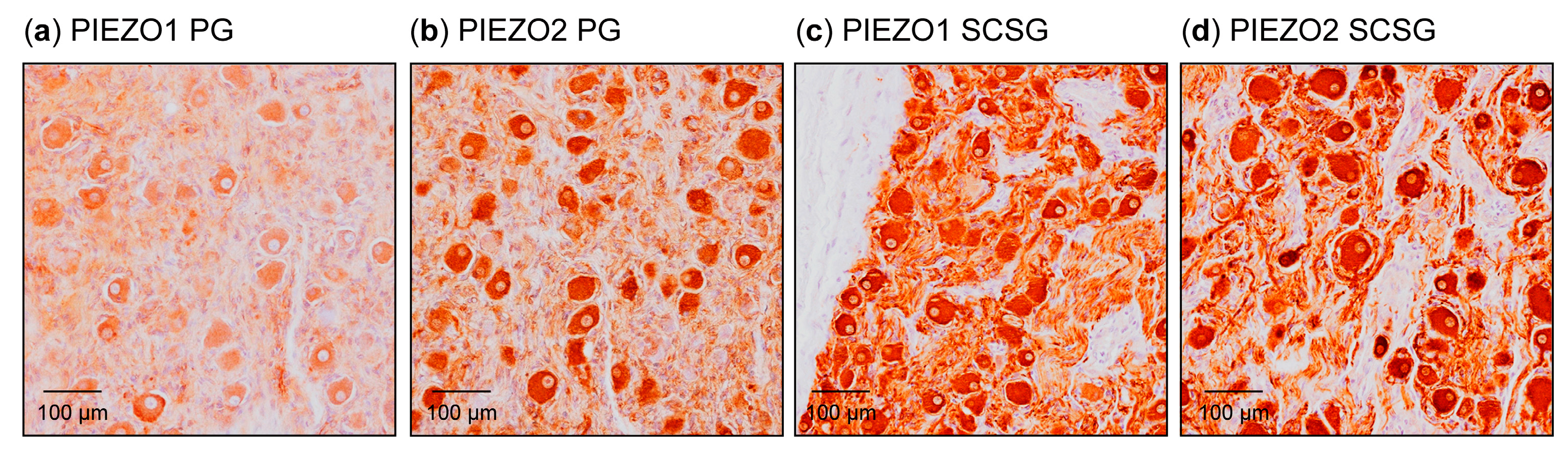Biomolecules 15 00386 g008