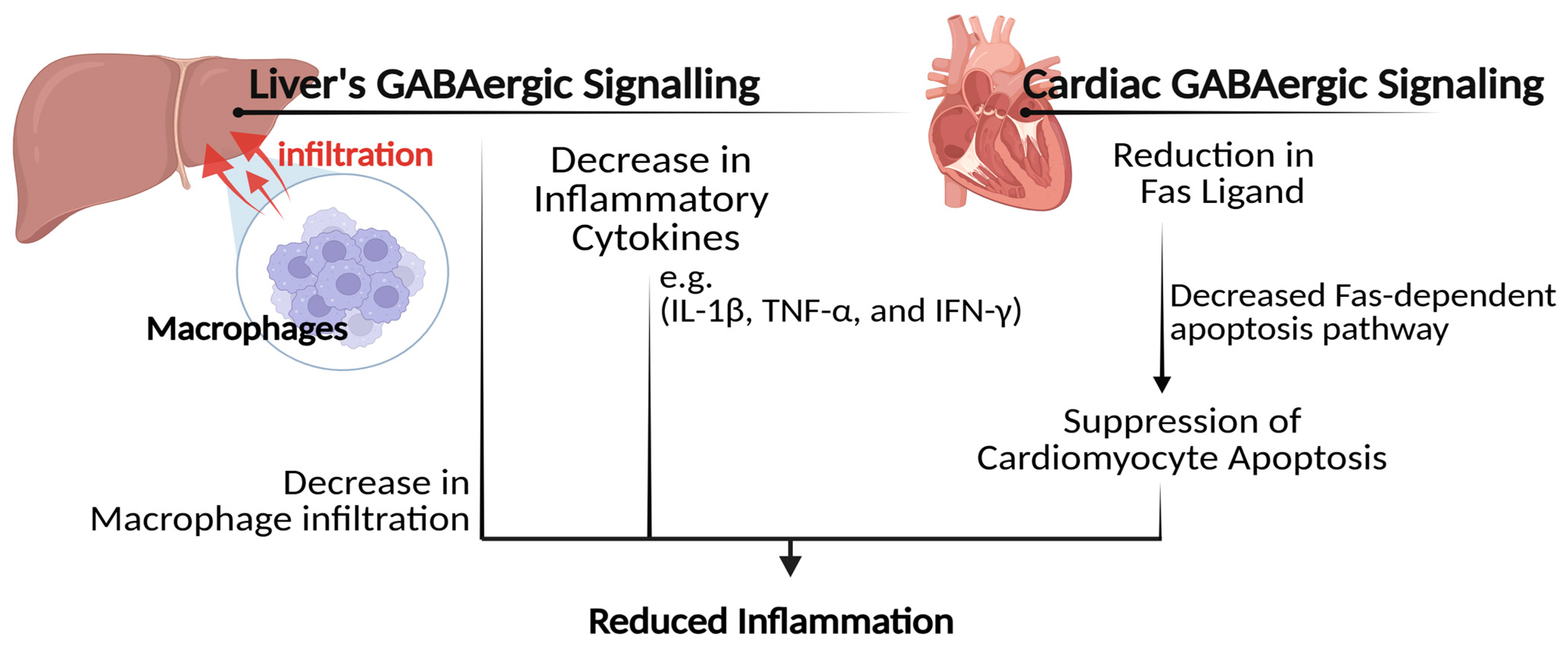Biomolecules 15 00399 g004 Biomolecules 15 00399 g004