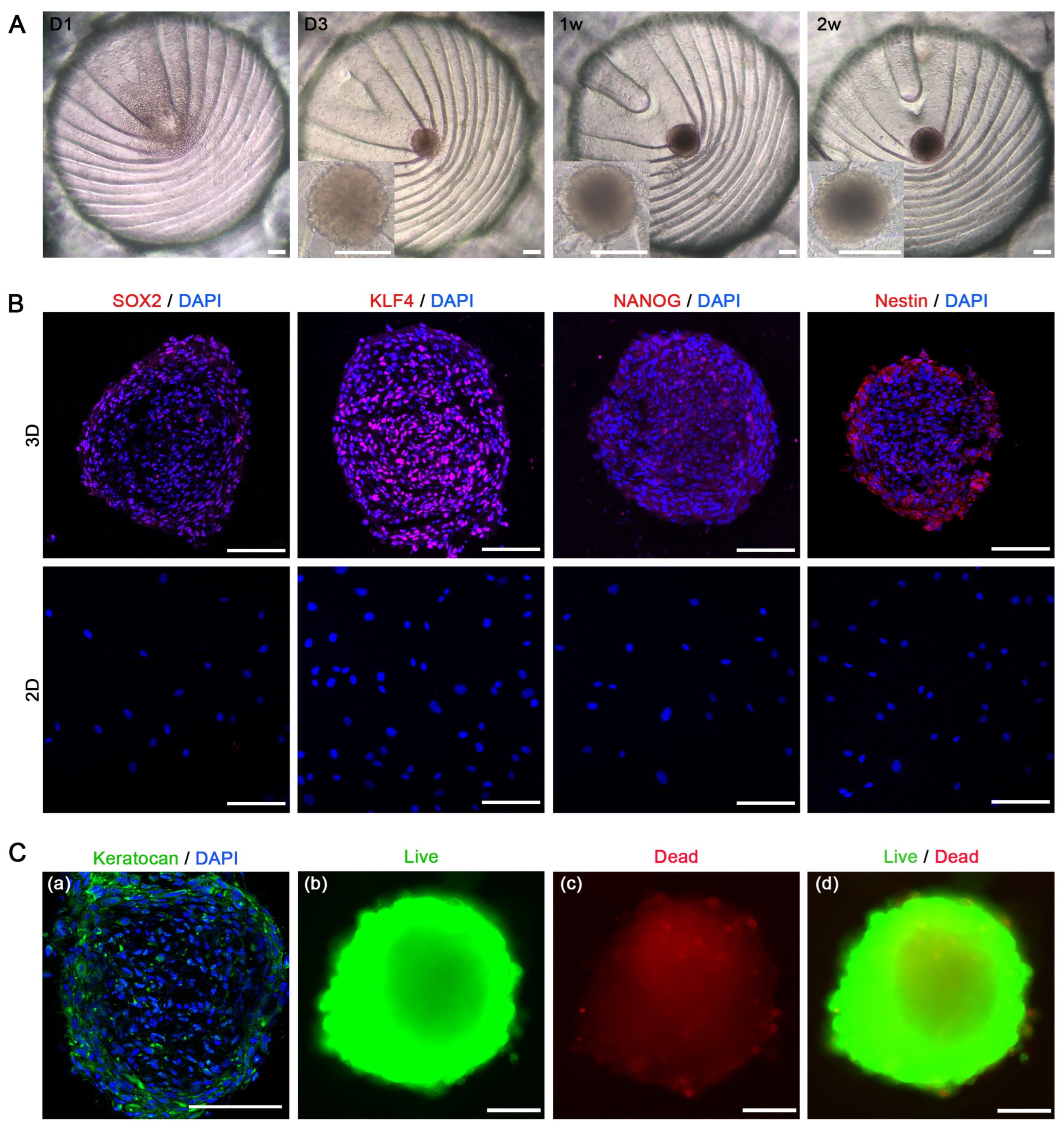 Biomolecules 15 00438 g004 Biomolecules 15 00438 g004